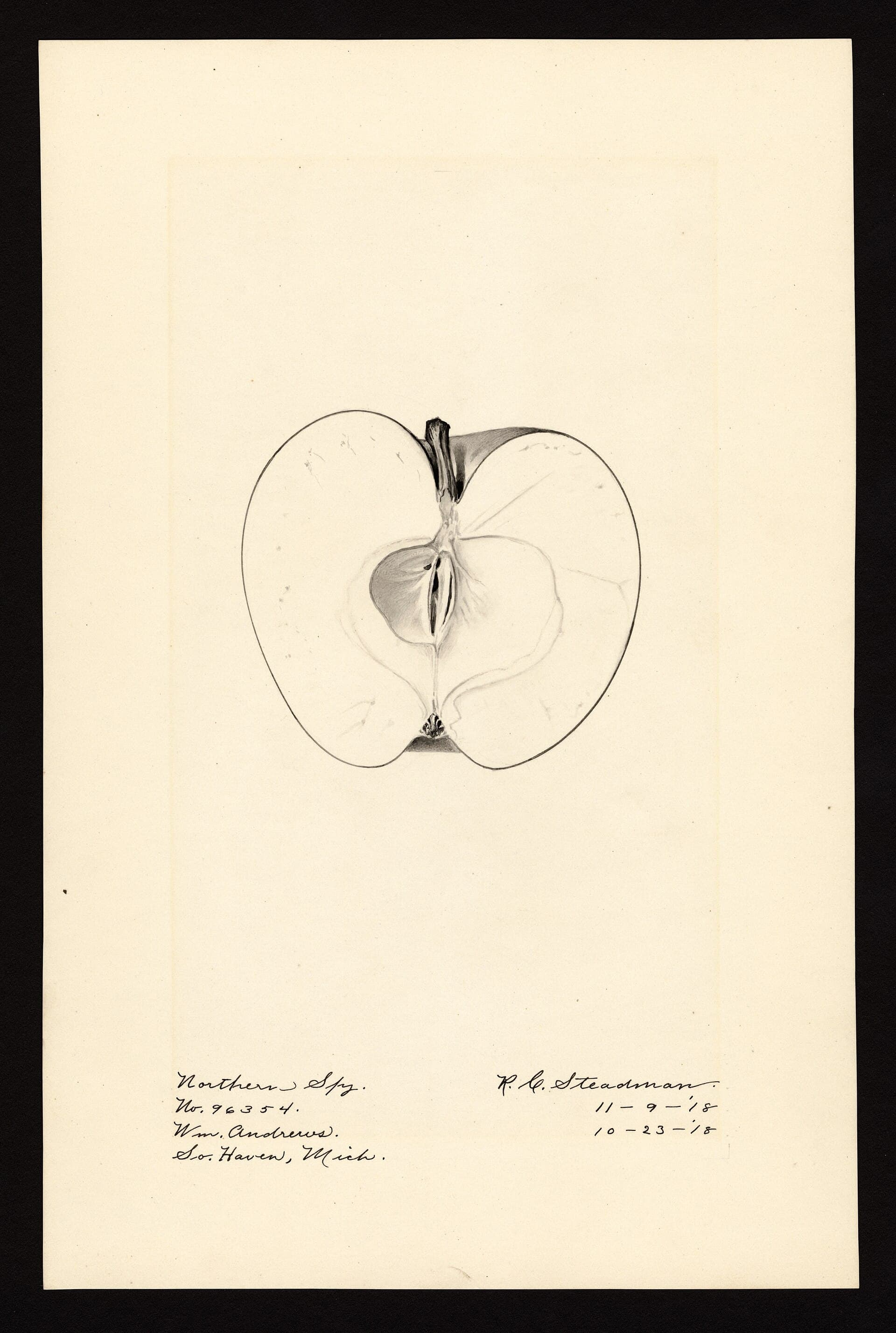 A pencil drawing of a Northern Spy apple cut in cross-section, showing the core and seed cavity, with handwritten annotations beneath