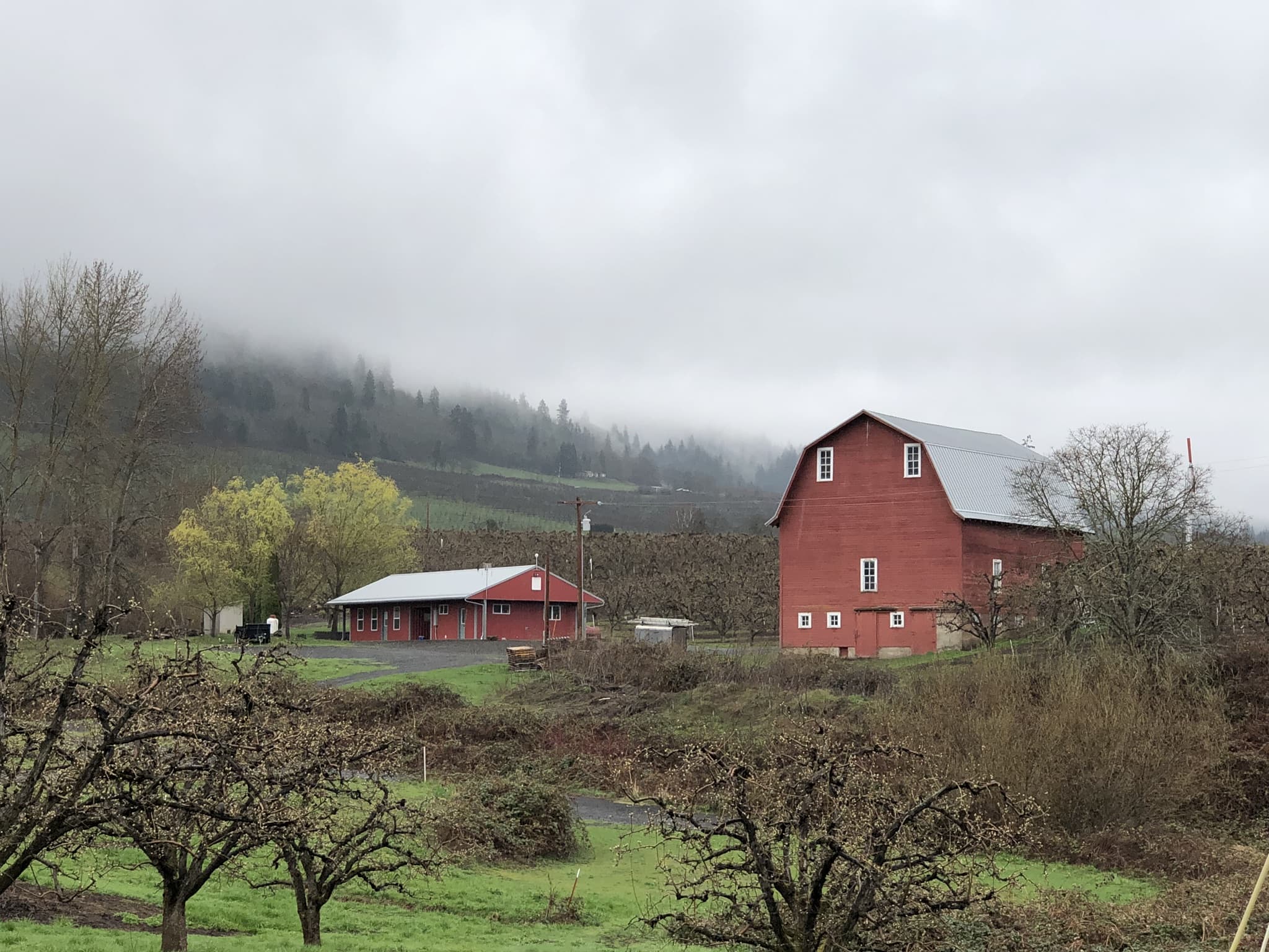 A red gambrel-roofed barn beside a dormant apple orchard in the Hood River valley, with fog lying on the forested hillside behind