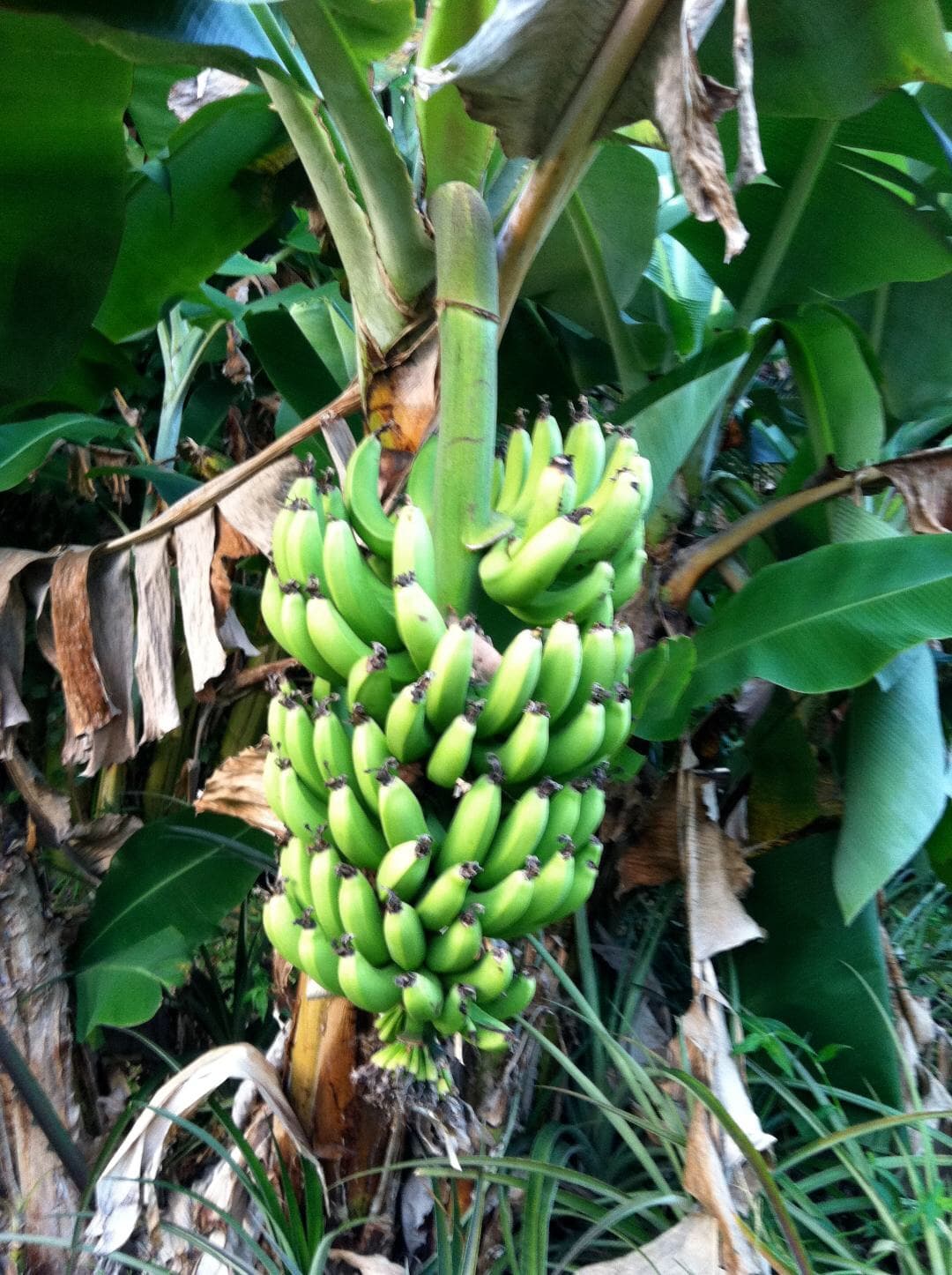 Bananas growing on the tree in Hana, Maui, Hawaii