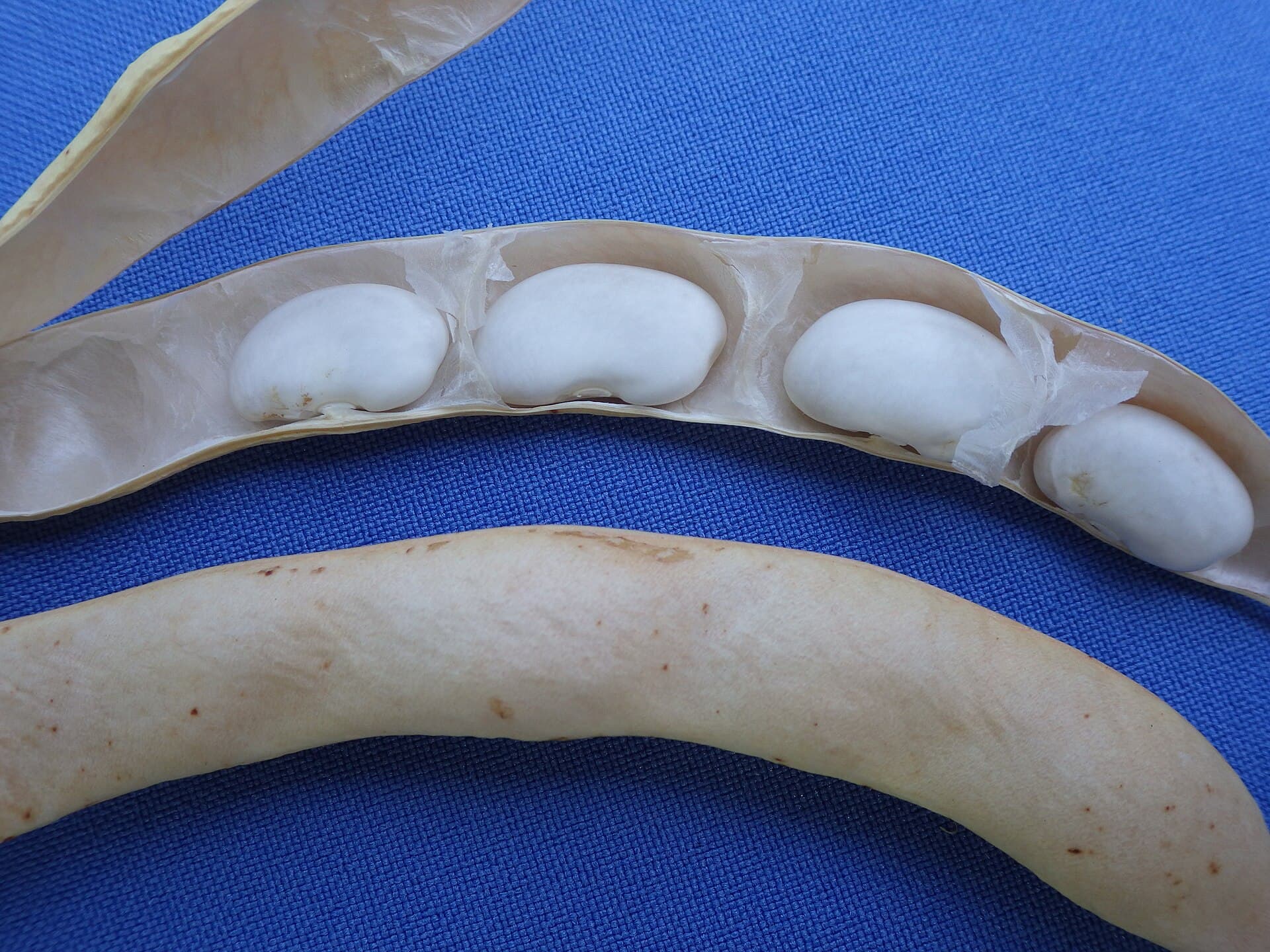 A dried bean pod split open to show four smooth white seeds inside, beside a whole dried pod