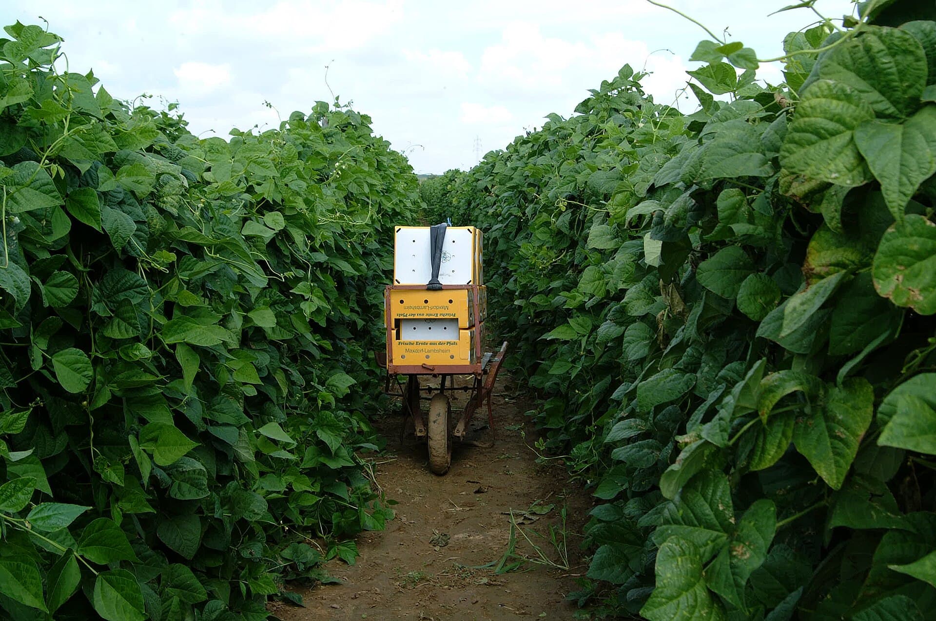 A picking row between two towering walls of pole bean foliage, with a harvest barrow of crates standing in the gap