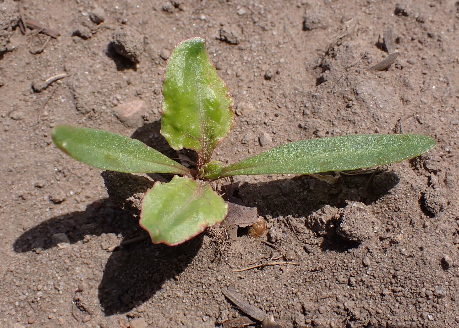 A single beet seedling in sandy soil with two narrow strap-shaped seed leaves and two rounded true leaves with red stems and margins