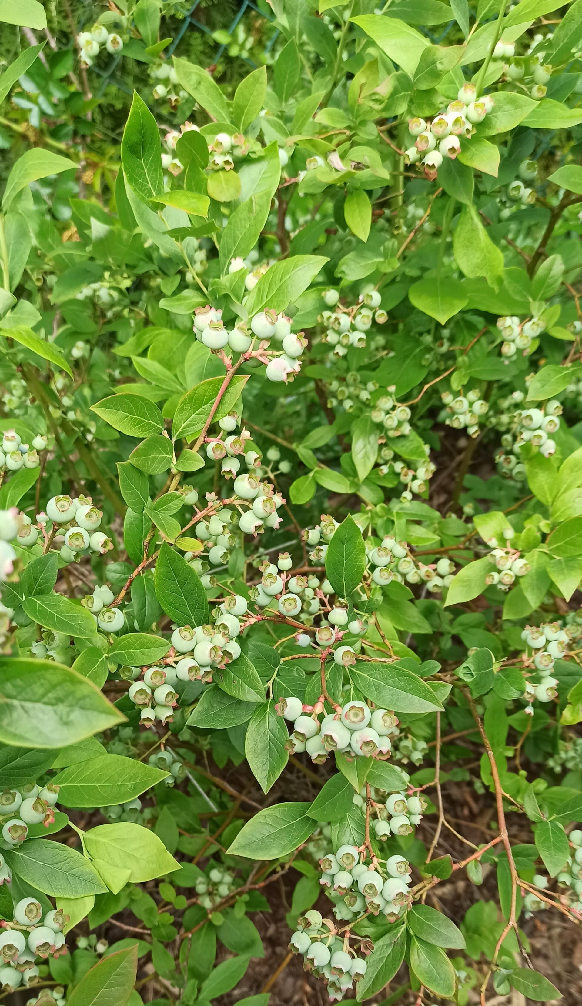 A blueberry bush carrying dense clusters of green unripe berries among bright green leaves