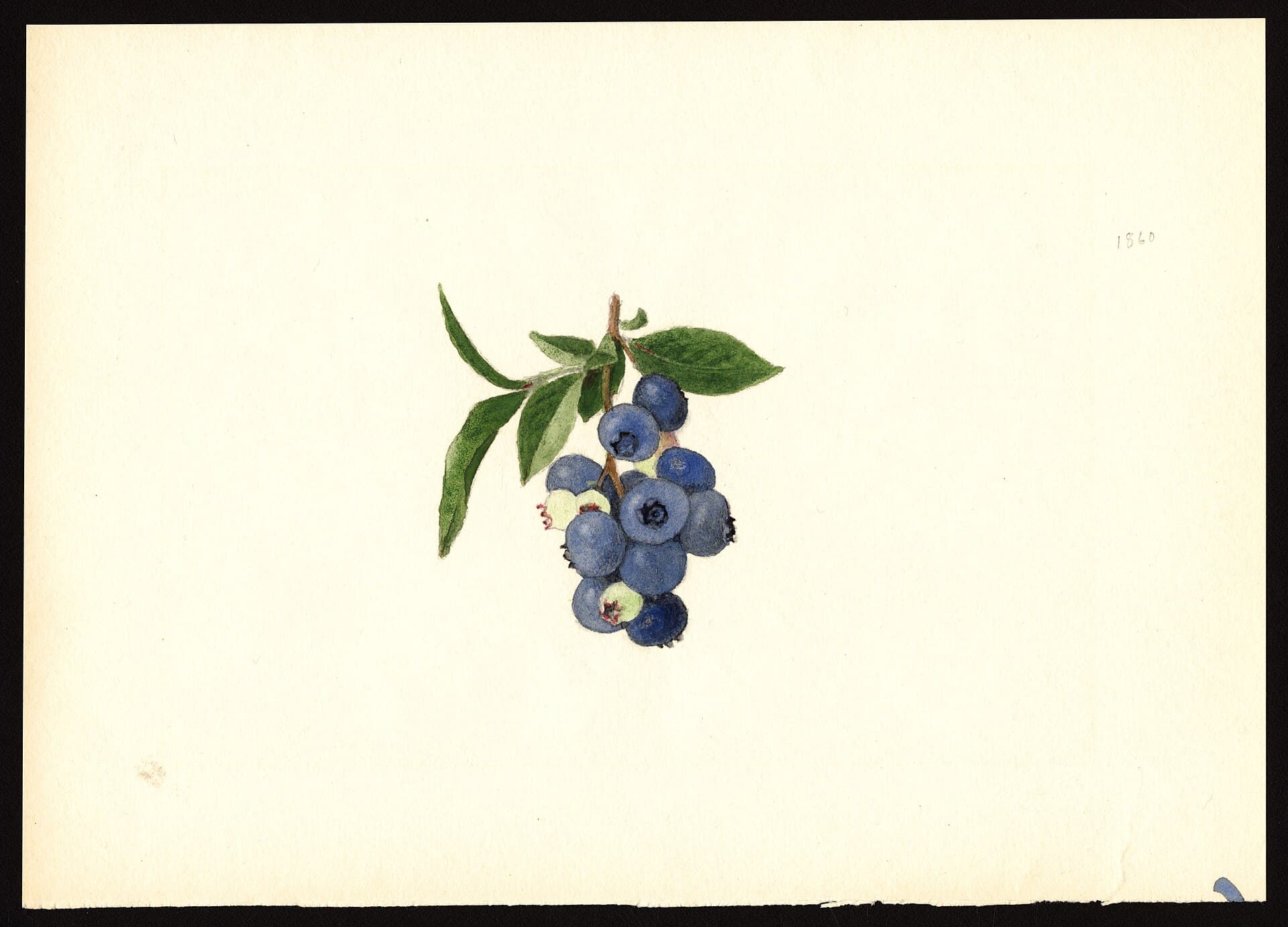 A botanical watercolour of a cluster of Brooks blueberries on a leafy twig, painted on cream paper