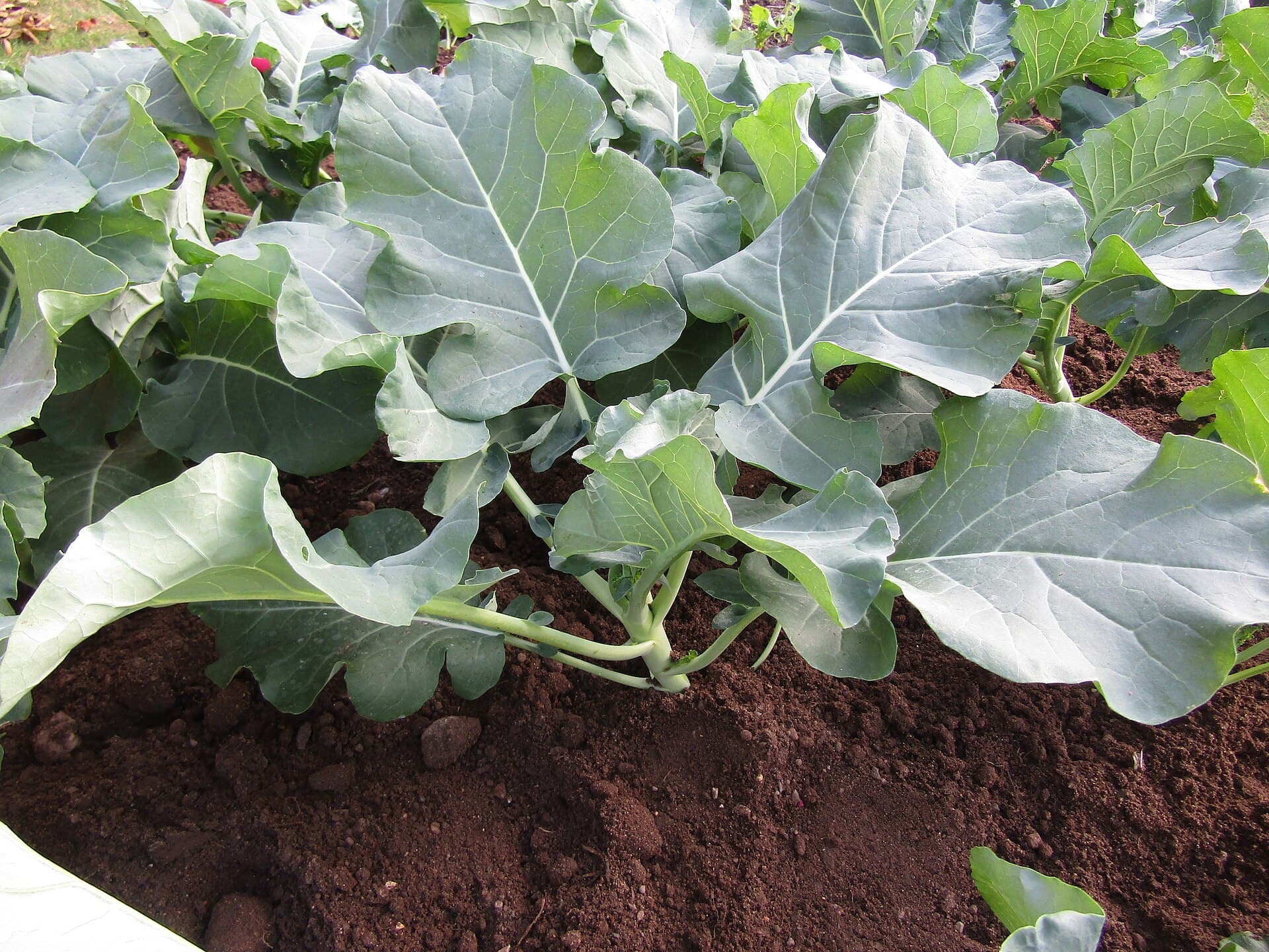 Broccoli plants growing in a raised bed with broad waxy blue-green leaves and a small head just beginning to form at the centre of one plant