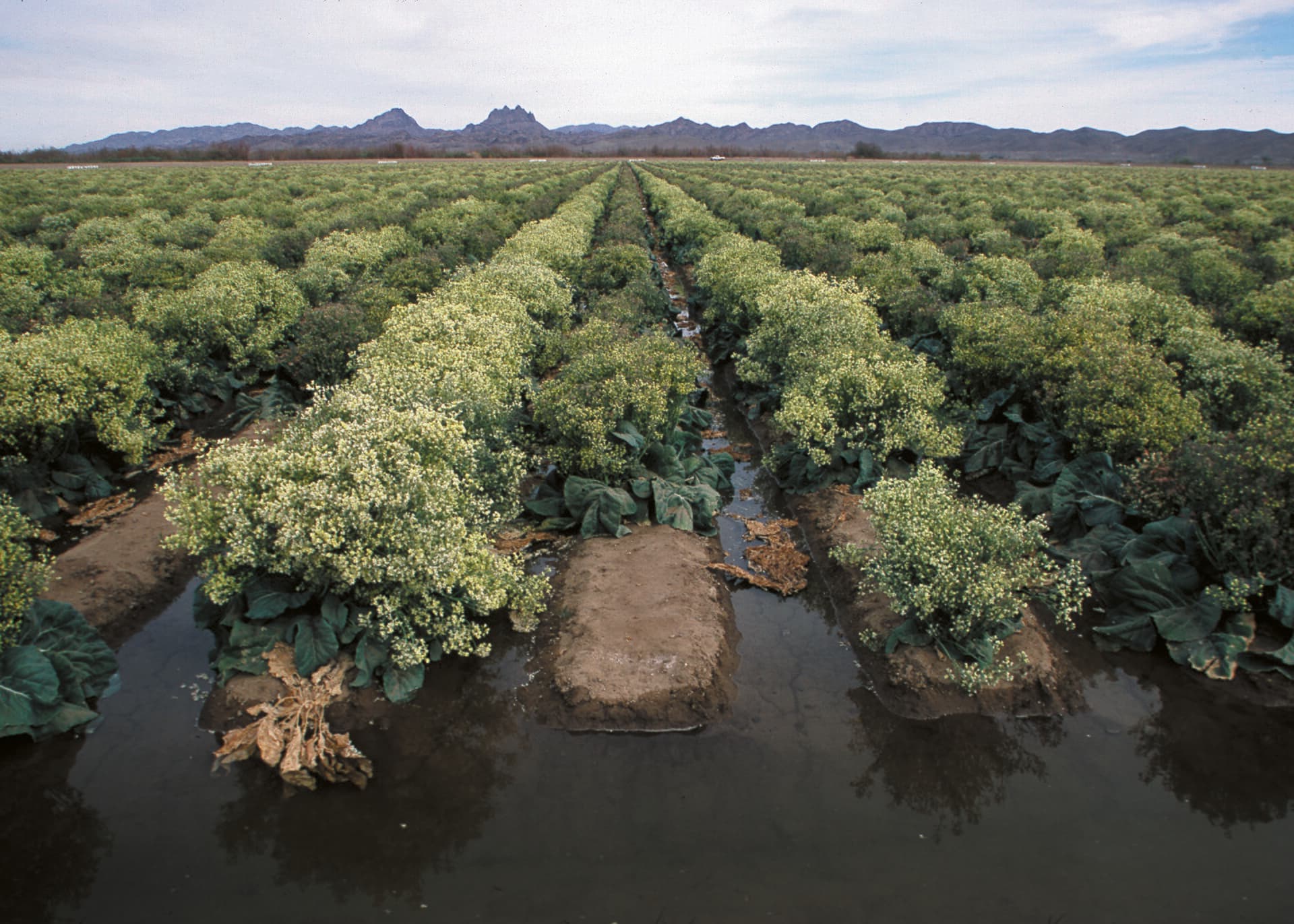 A large field of broccoli plants gone entirely to yellow flower, standing in furrows flooded with irrigation water, with desert mountains behind