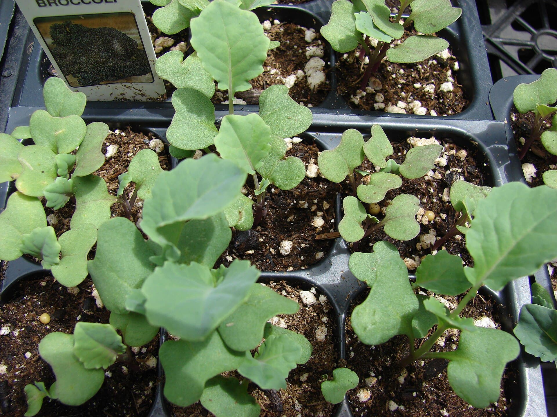 Broccoli seedlings in black plastic cell trays at the two to three true leaf stage, with a printed BROCCOLI label at the top of the tray