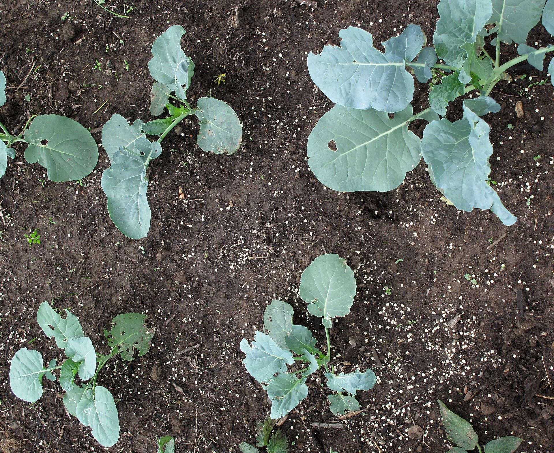 Young broccoli plants in dark soil with irregular holes eaten through the middle of their waxy blue-green leaves