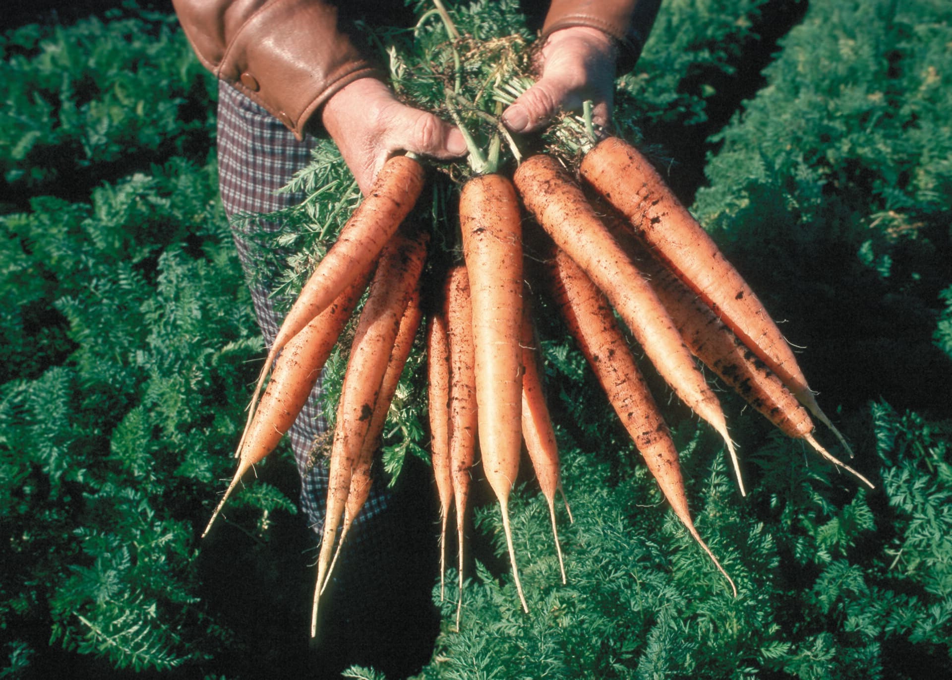 Two hands holding a bunch of freshly pulled carrots above the ferny foliage of the growing crop