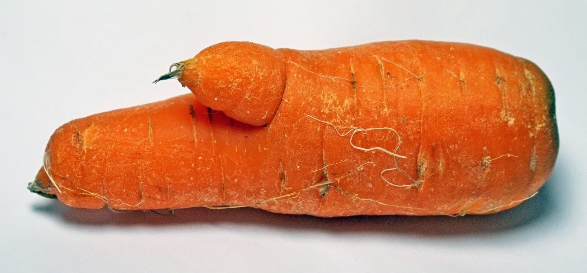 A short, thick carrot root with a second lobe growing out of its side, and fine cracks running across the surface