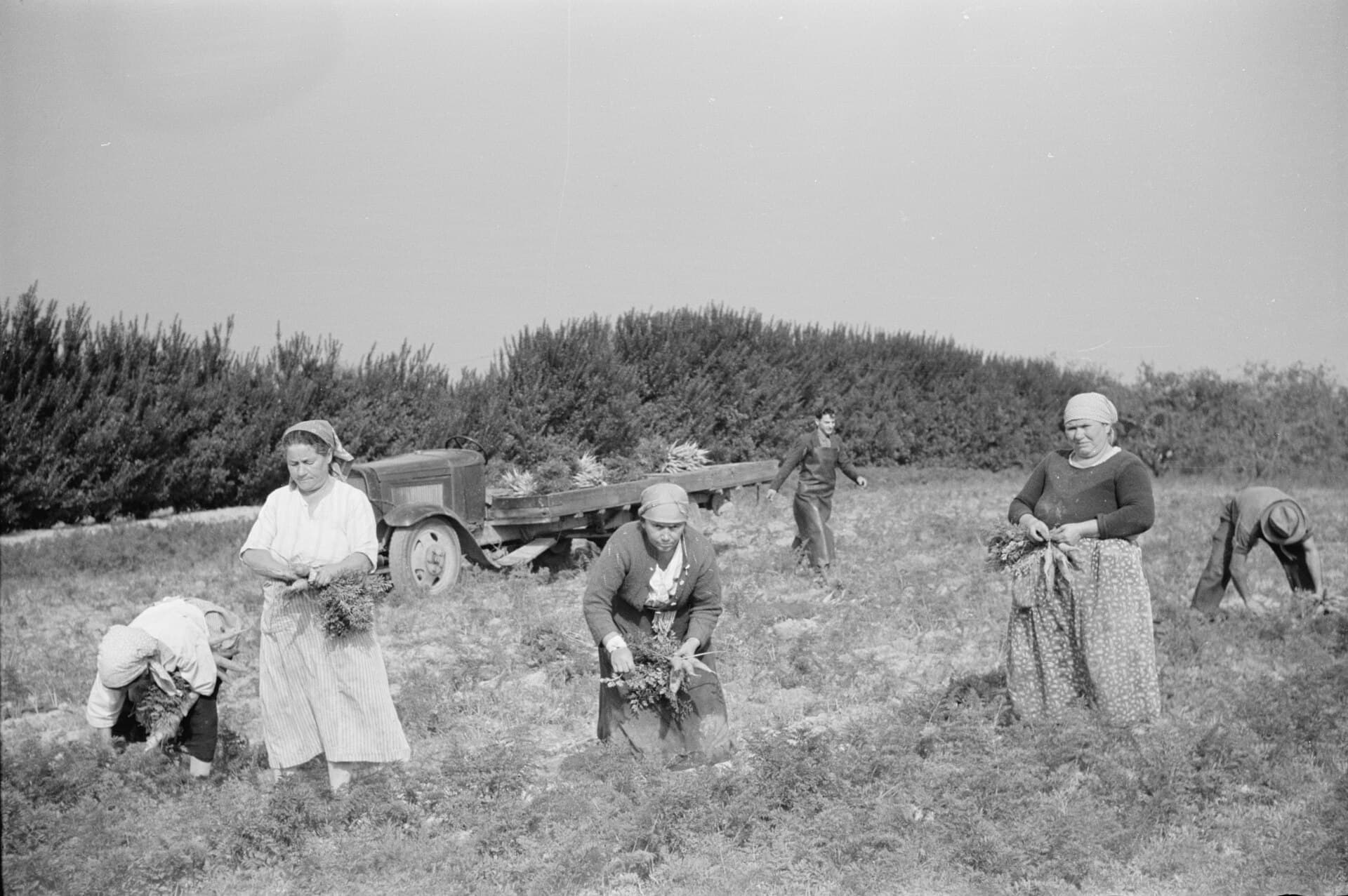 Black and white 1938 photograph of women harvesting and bunching carrots by hand in a field, with a flatbed truck loaded with bunched carrots behind them