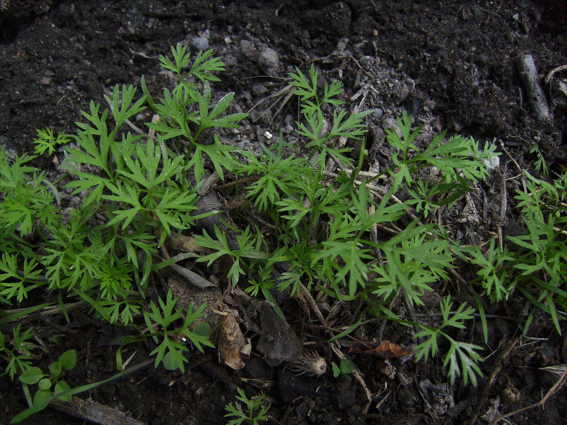 Crowded young carrot seedlings with fine ferny true leaves growing in dark soil scattered with plant debris