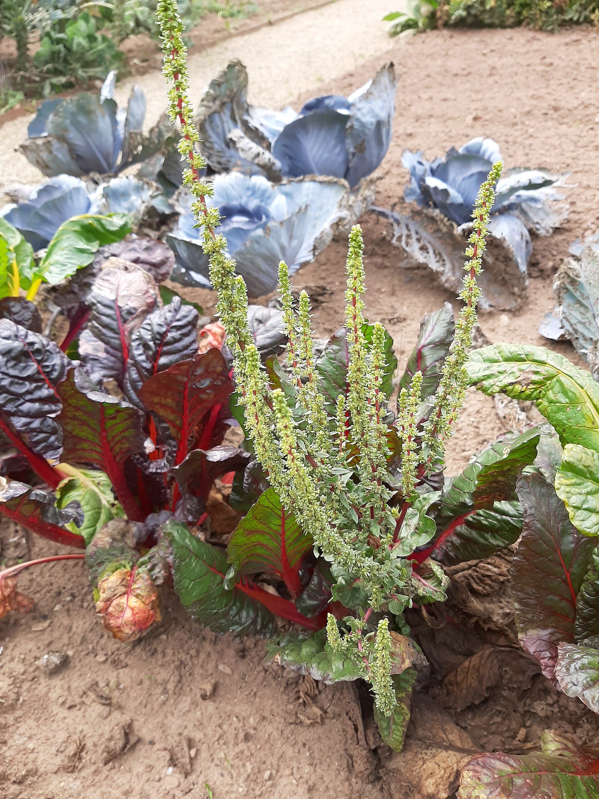 Red-stemmed chard in its second year throwing tall green flower spikes, with red cabbage behind in bare soil