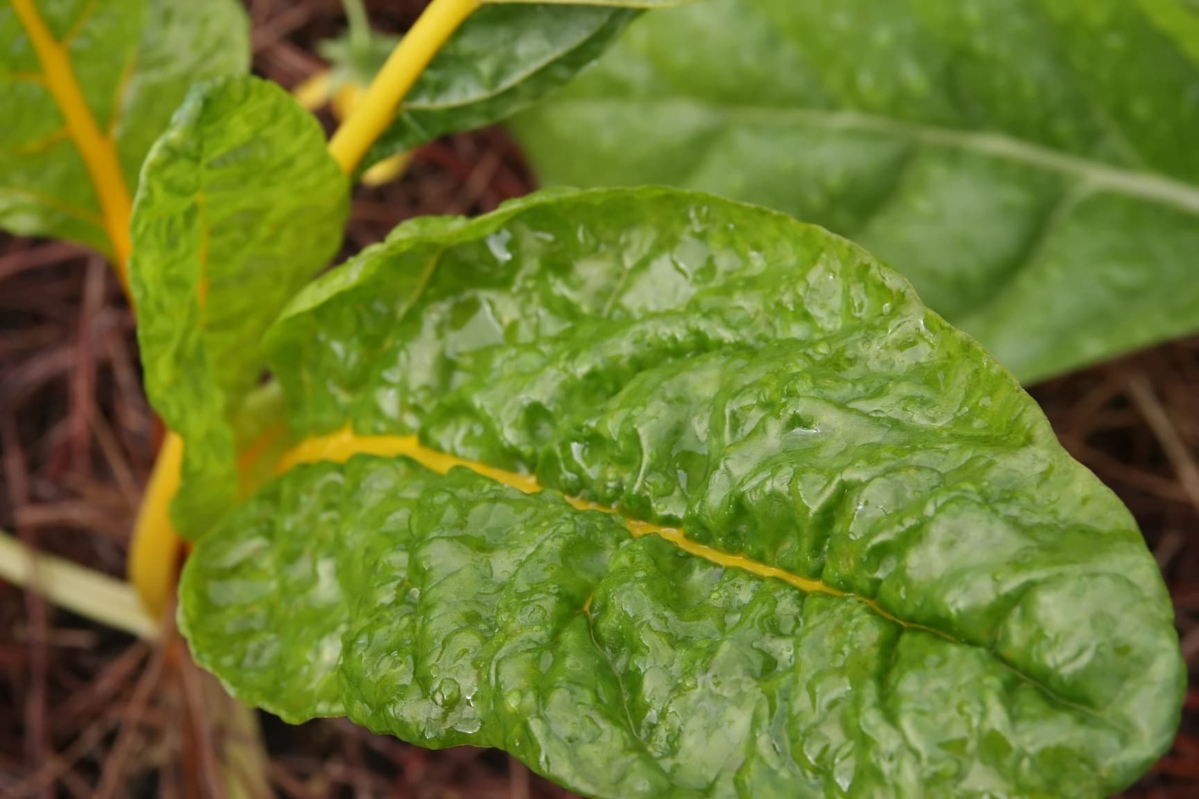 Close-up of a chard leaf with a vivid yellow midrib, glossy green blistered blade, wet with rain