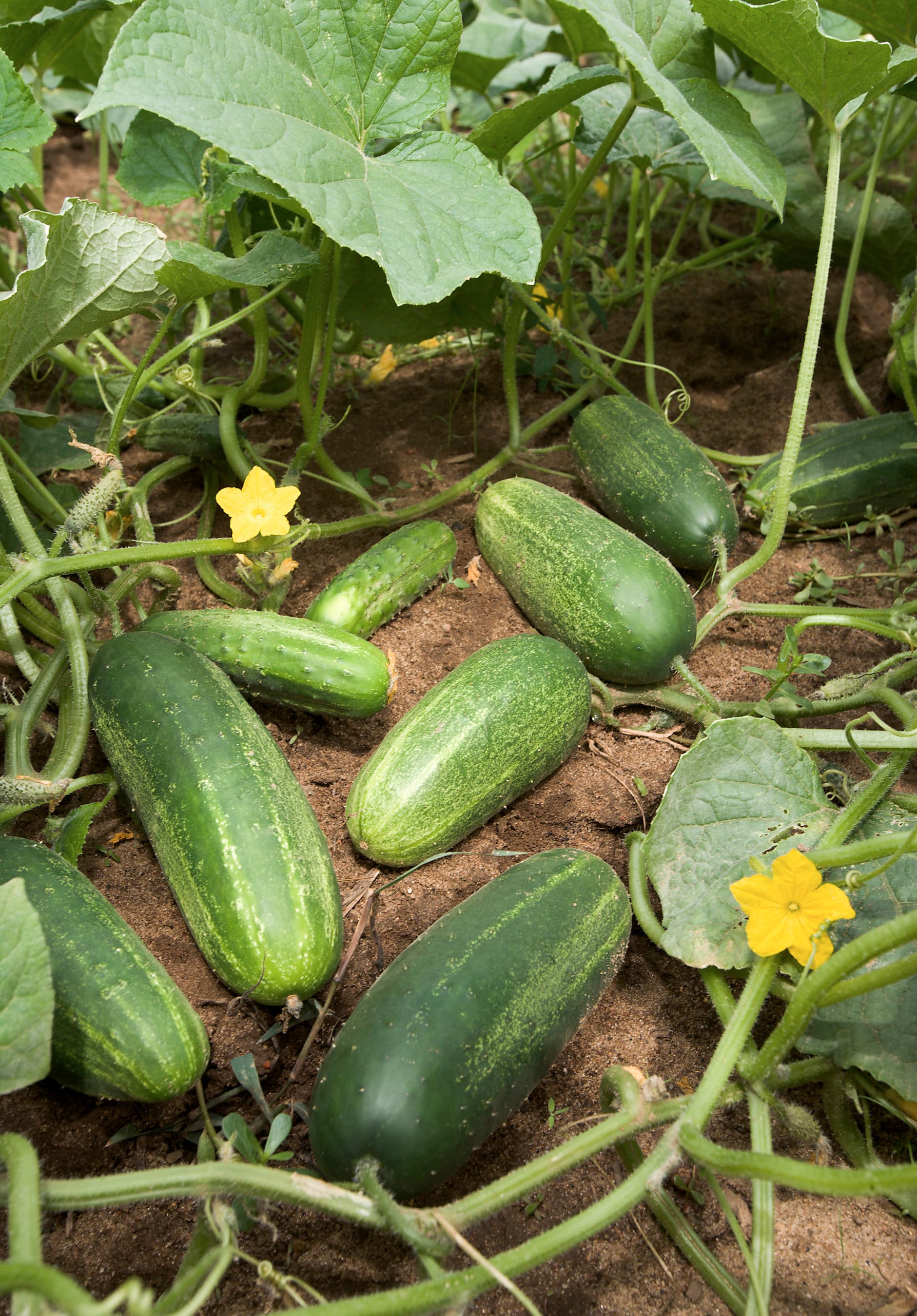 Several cucumbers of different sizes lying on bare soil beneath the vine, with yellow flowers and broad leaves around them