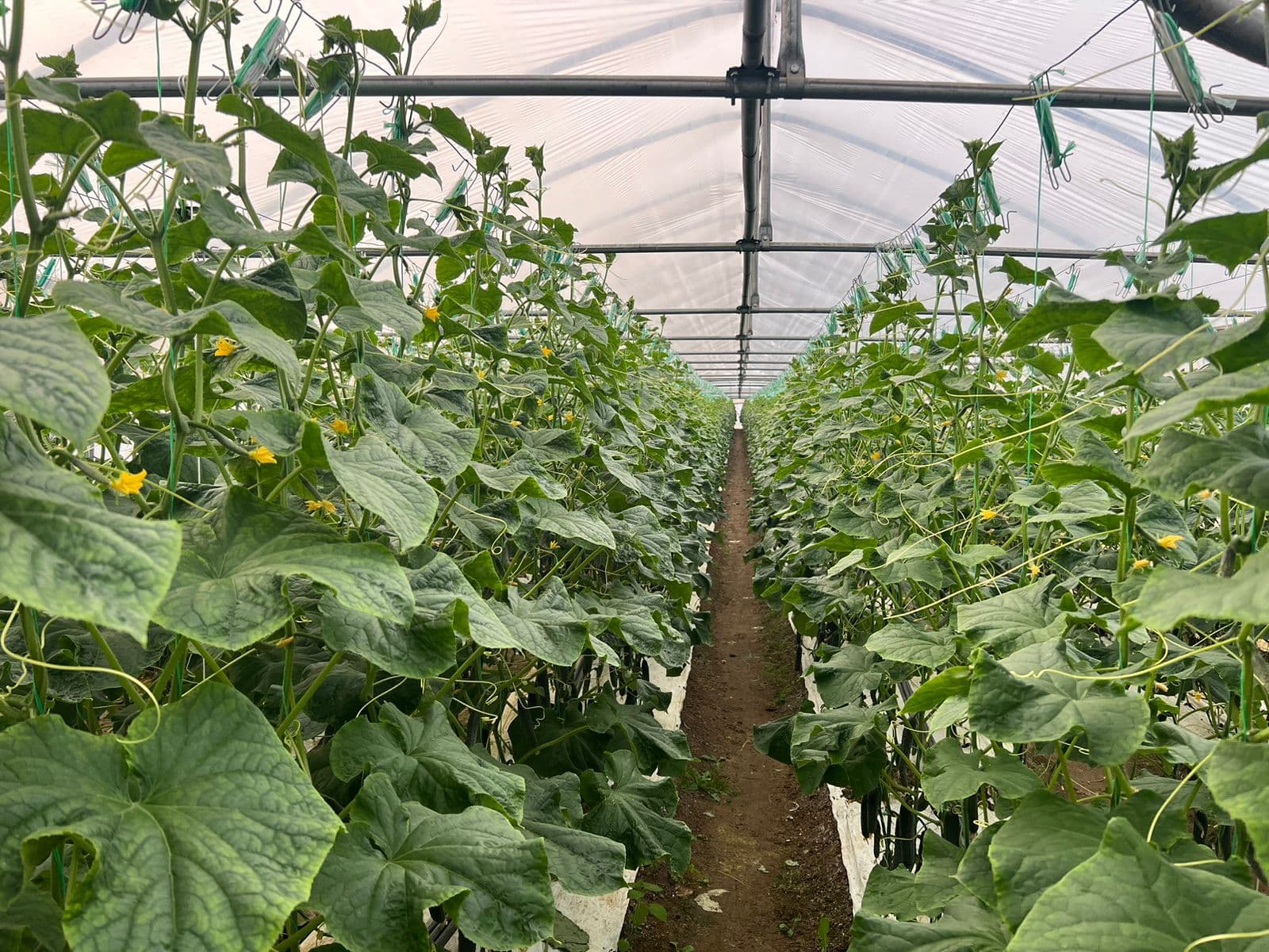 Two rows of cucumber plants trained vertically up strings inside a polytunnel, with a narrow path between them