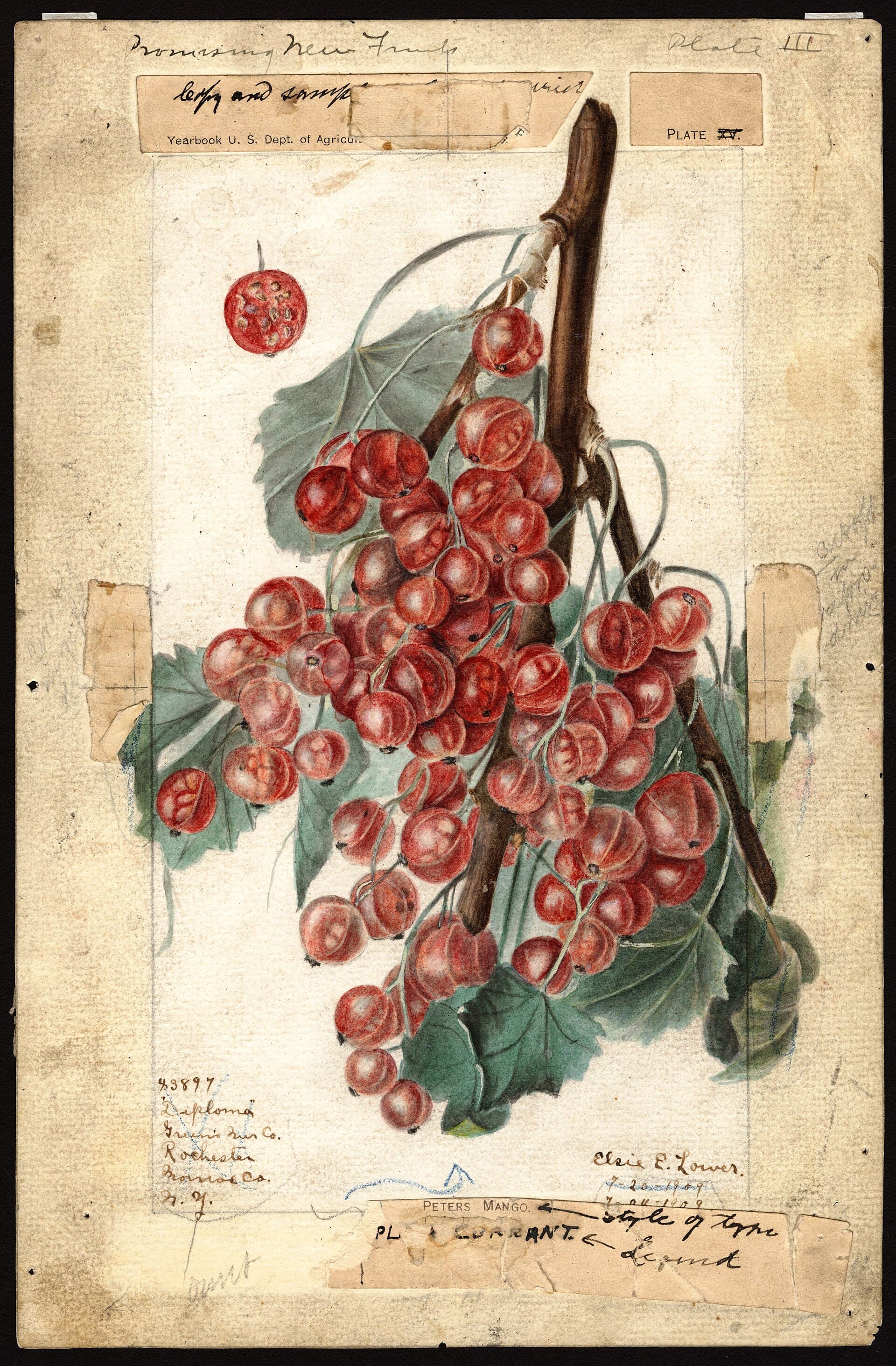 A 1909 watercolour plate of the Diploma redcurrant, dense strigs of translucent red berries on a woody stem, with handwritten annotations