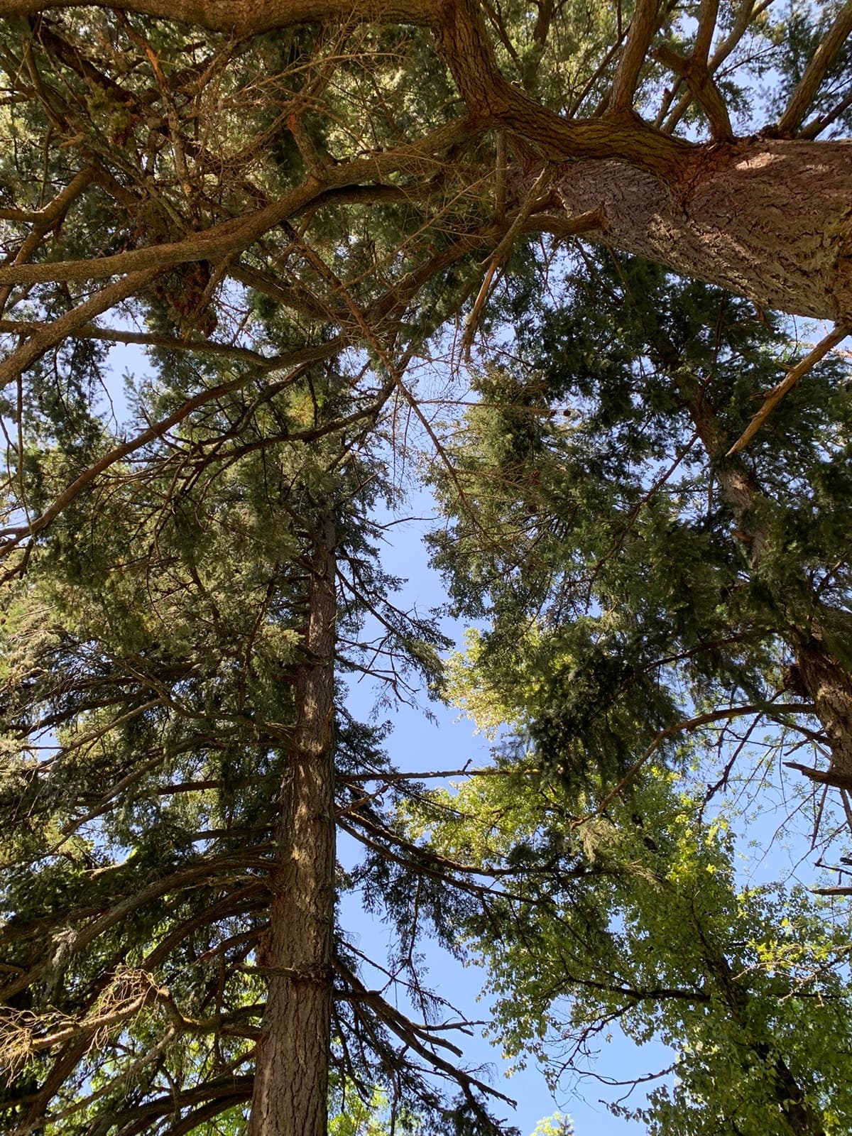 Looking up through the towering Pacific Northwest evergreen canopy