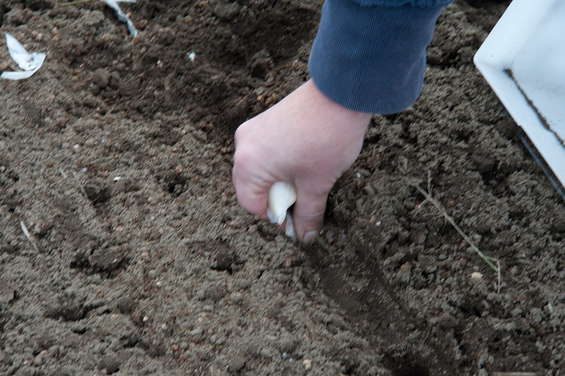 A hand pressing a single garlic clove pointed-end-up into a shallow furrow in fine tilled soil