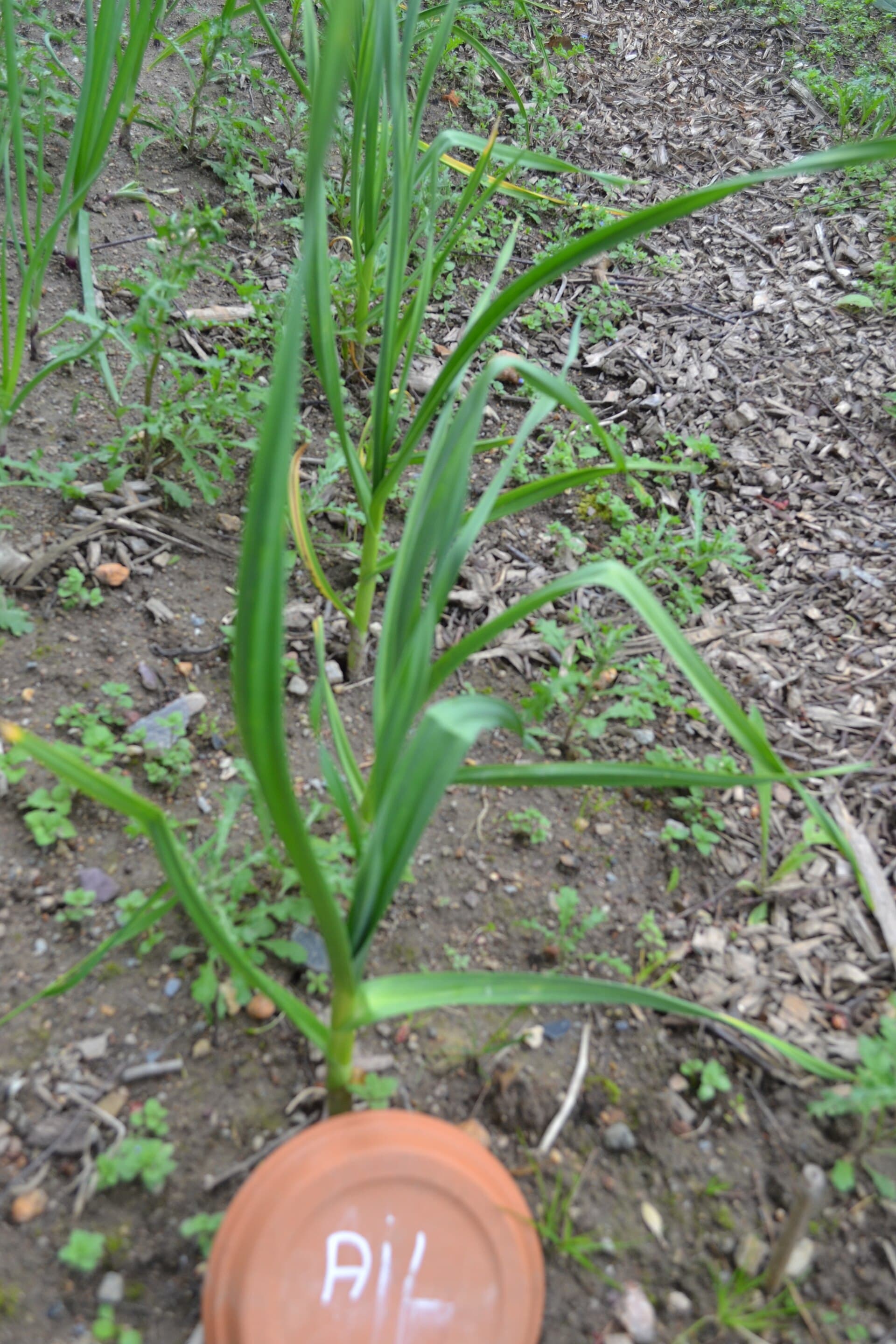A single garlic plant growing in bare soil beside a terracotta plant label marked AIL
