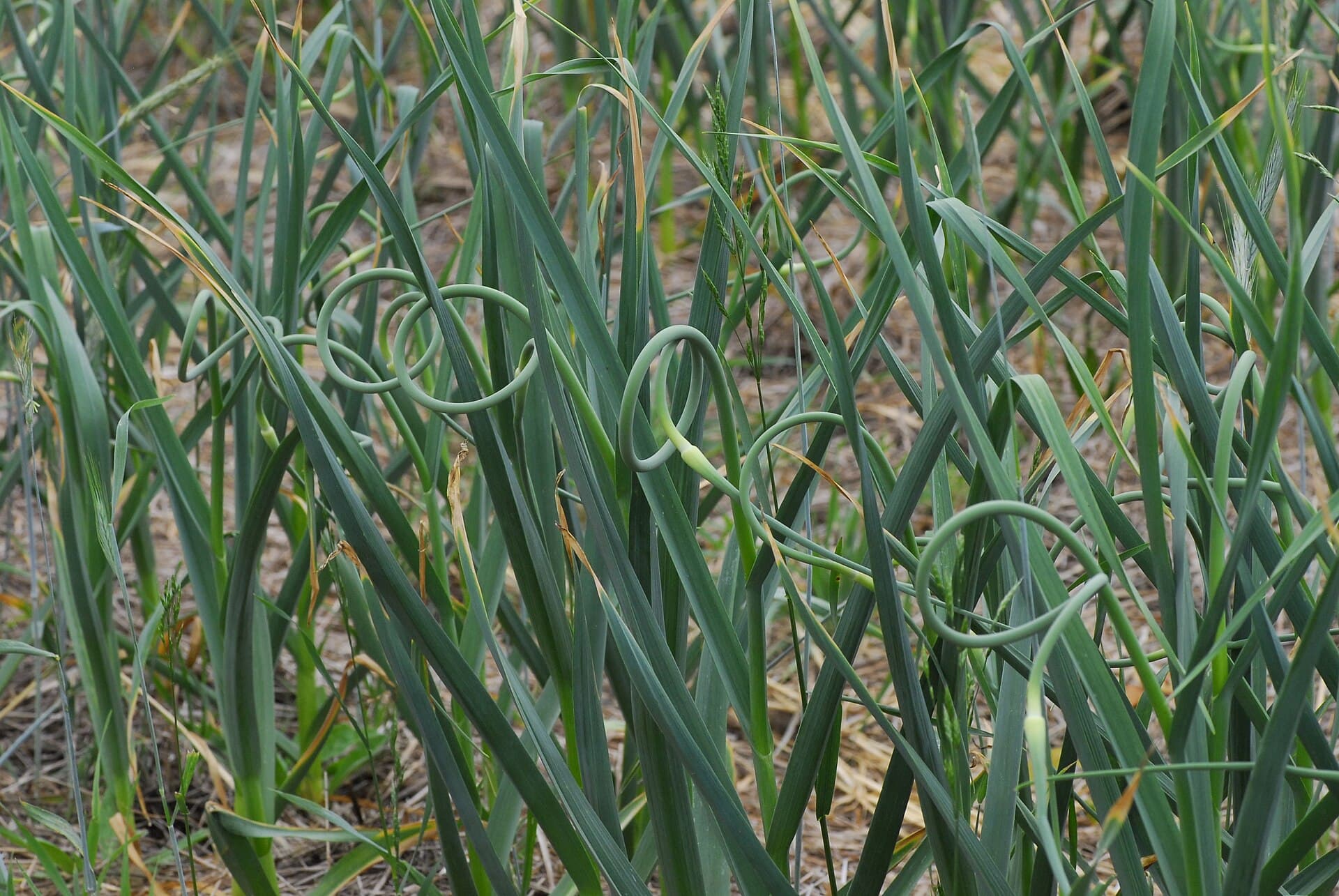 Garlic scapes curling in tight loops above a bed of garlic plants mulched with straw
