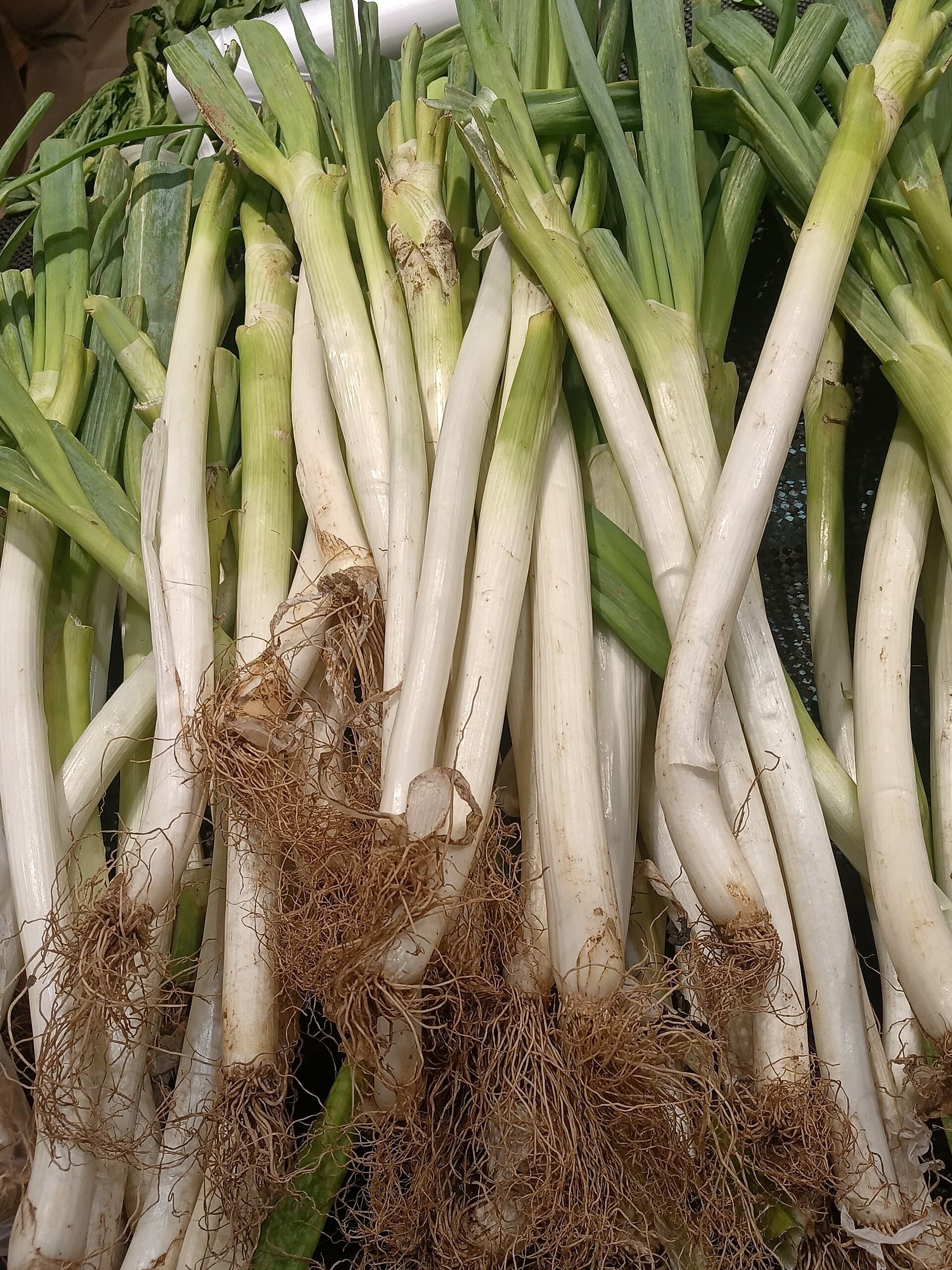 A pile of freshly pulled green onions with long white shanks, fine white roots still attached, and dark green tops