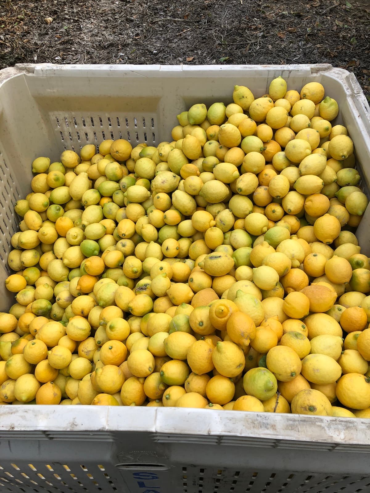 Harvested fruit stacked in crates