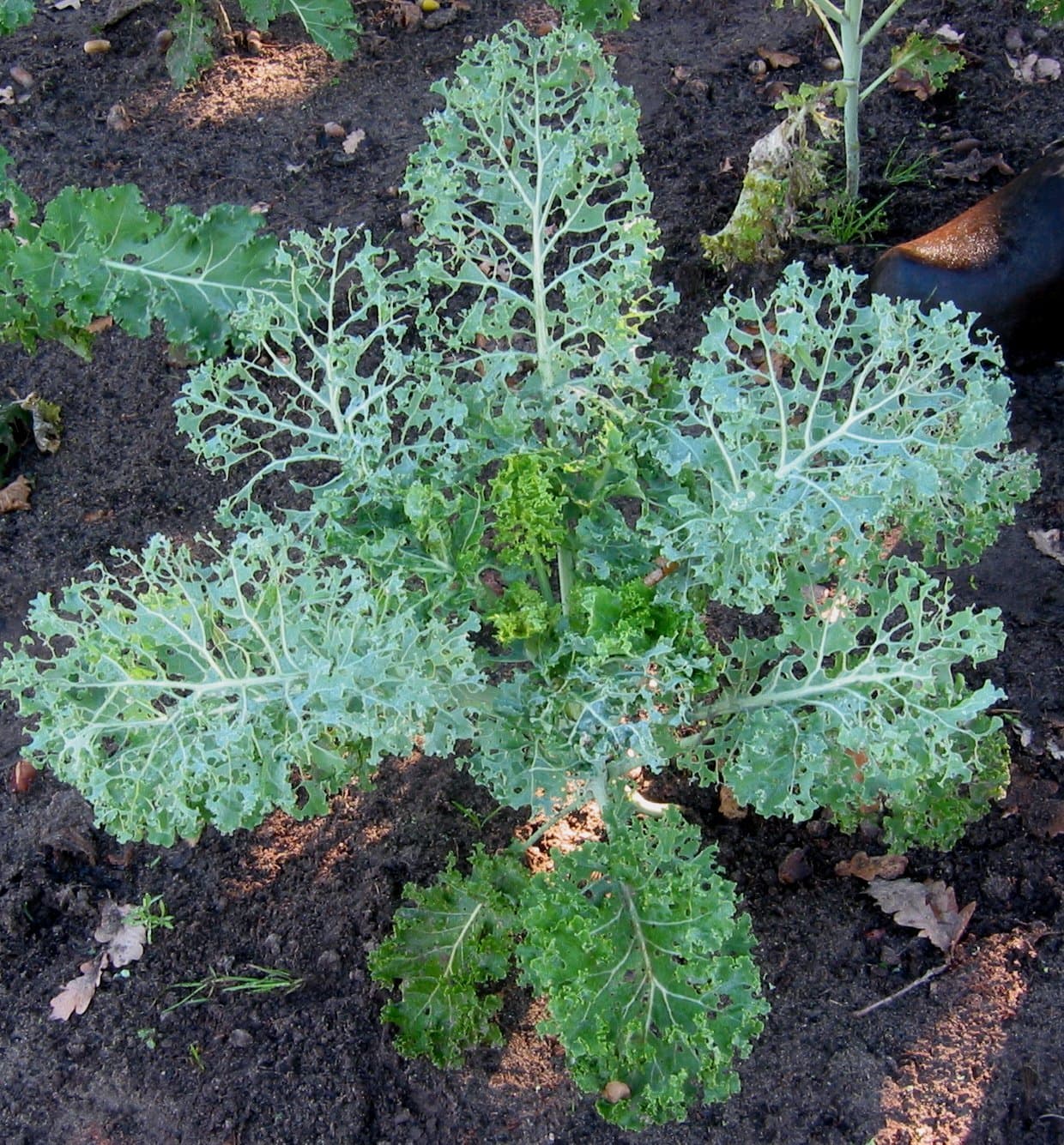 A kale plant with its leaves heavily perforated by caterpillar feeding, standing in bare soil