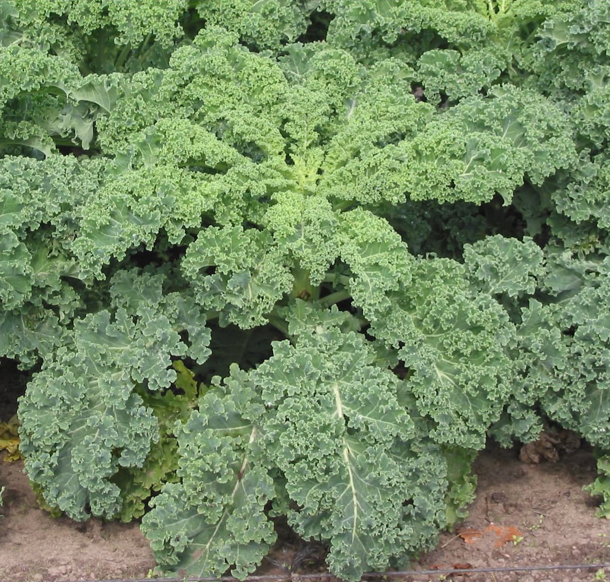 A dense stand of curly kale plants with tightly frilled blue-green leaves filling the frame