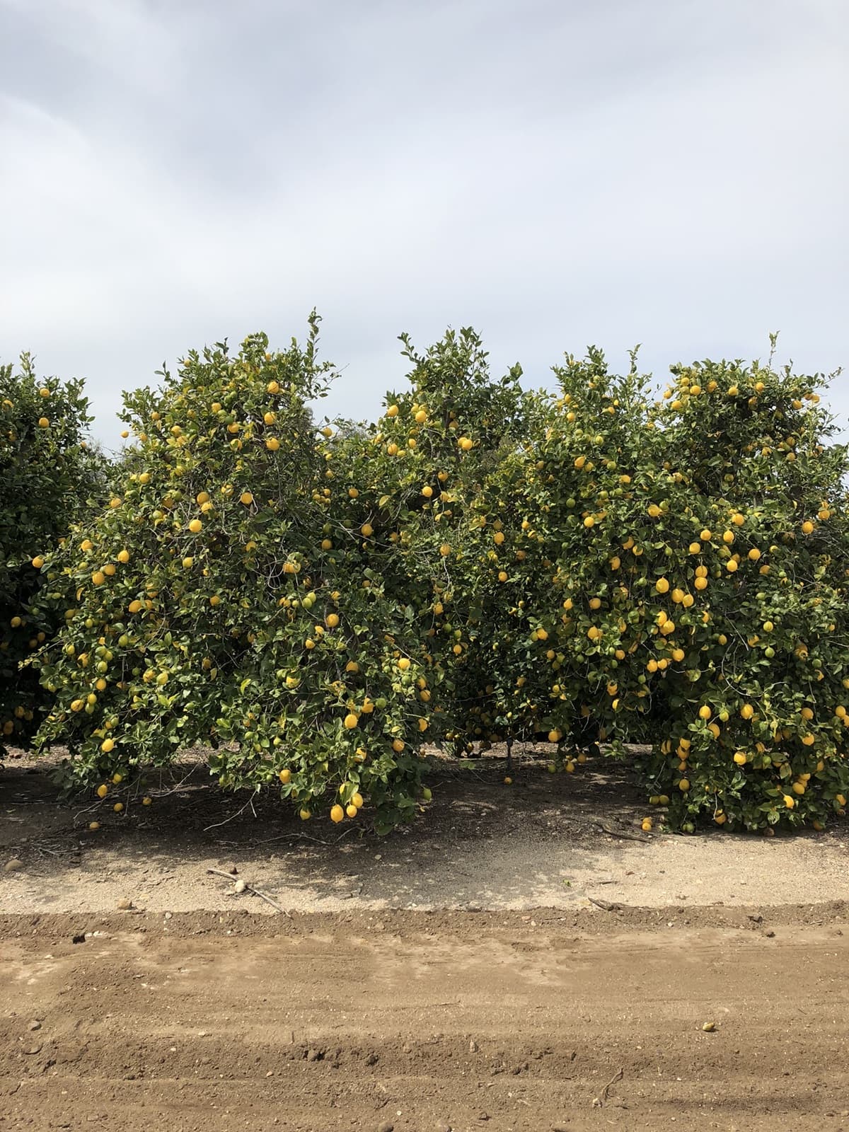 Lemon orchards in full production, the founder's lived farming experience