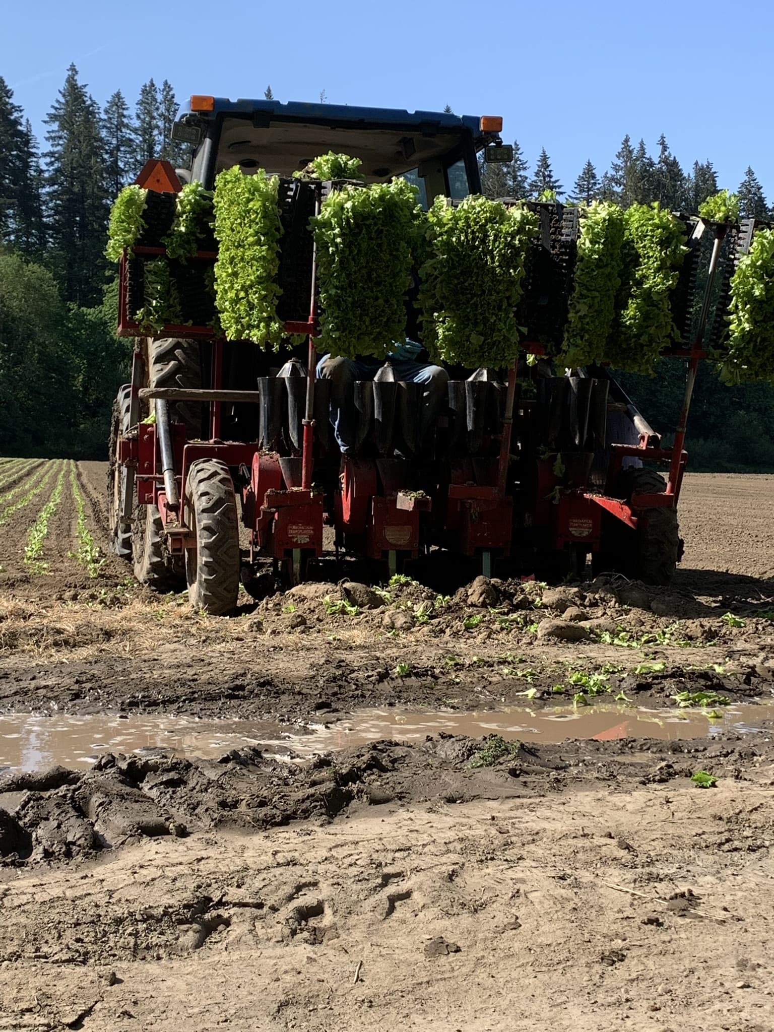 A tractor-drawn mechanical planter setting lettuce transplants into prepared field rows
