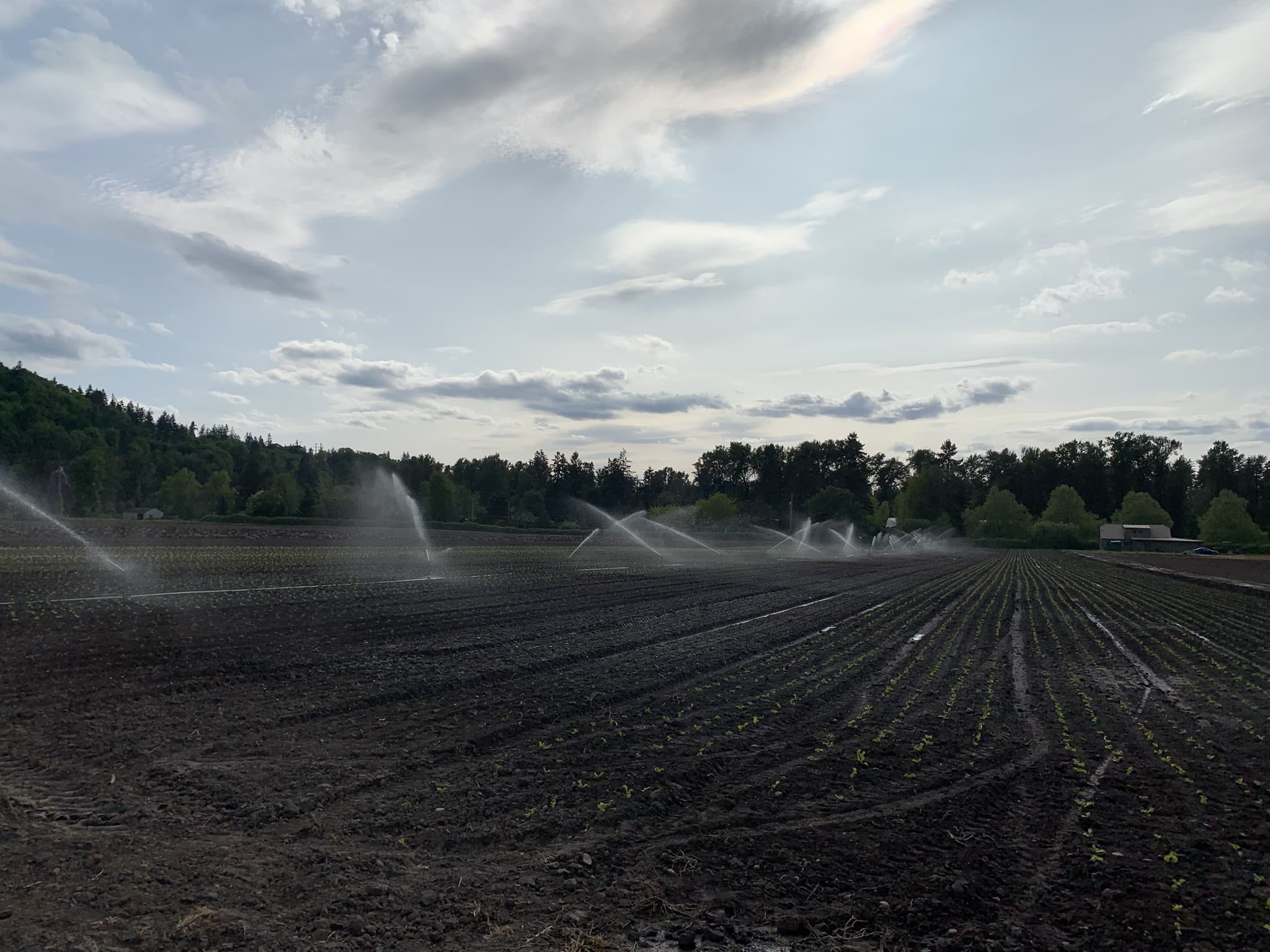 Young lettuce seedlings receiving their first irrigation in a newly planted field