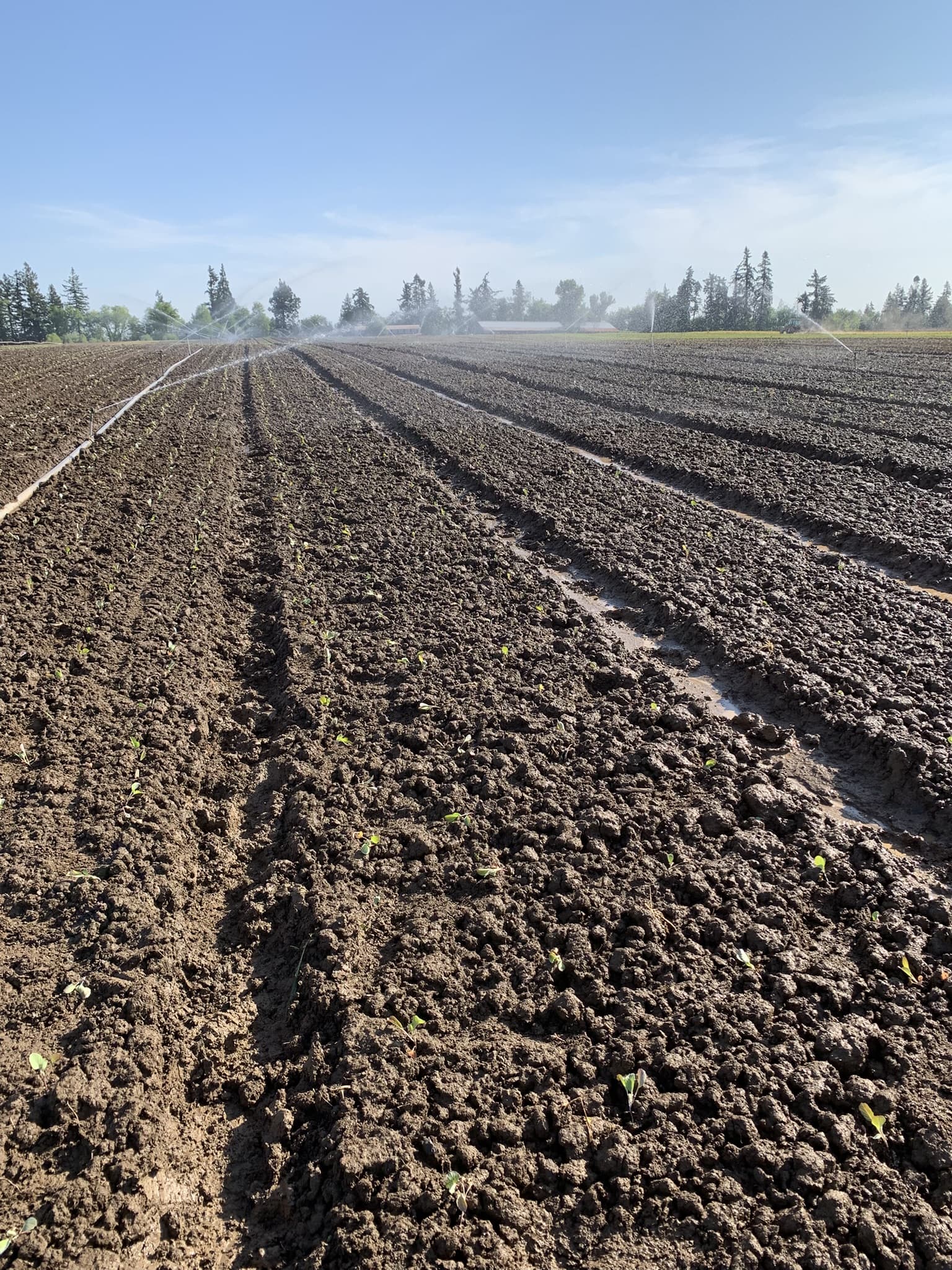 Rows of newly planted lettuce seedlings in Oregon City, Oregon