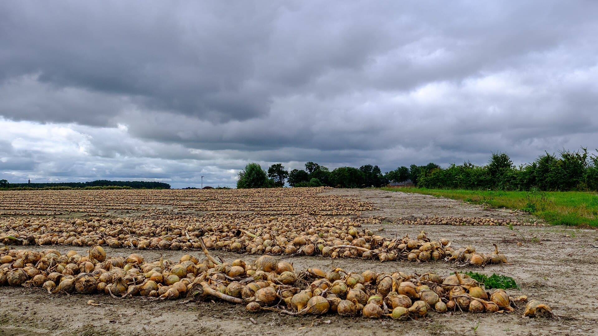 Lifted onions laid out in long windrows across a field to cure, under a heavy grey sky