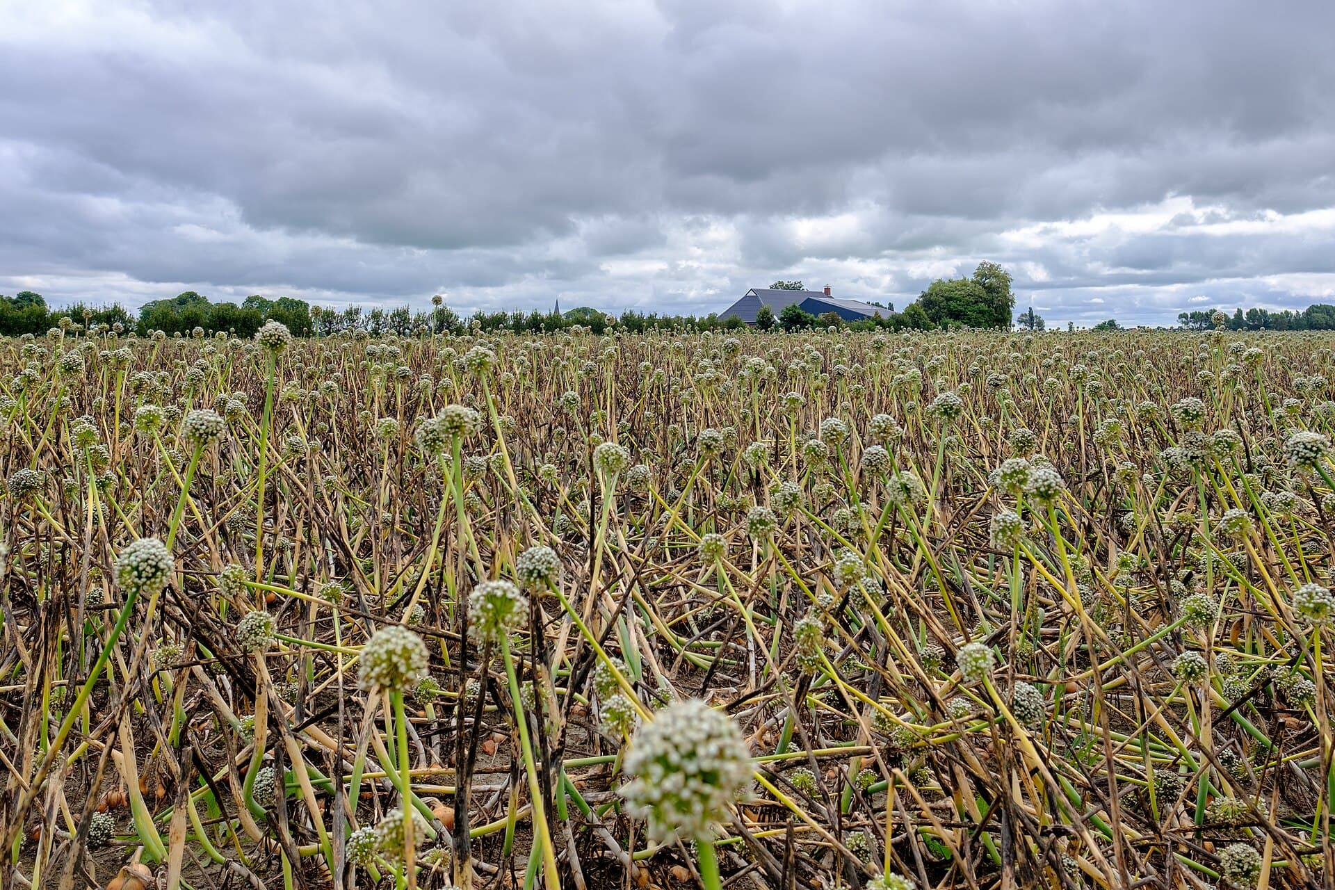 A field of onions that have run to seed, with tall stems carrying round white flower heads above collapsed foliage