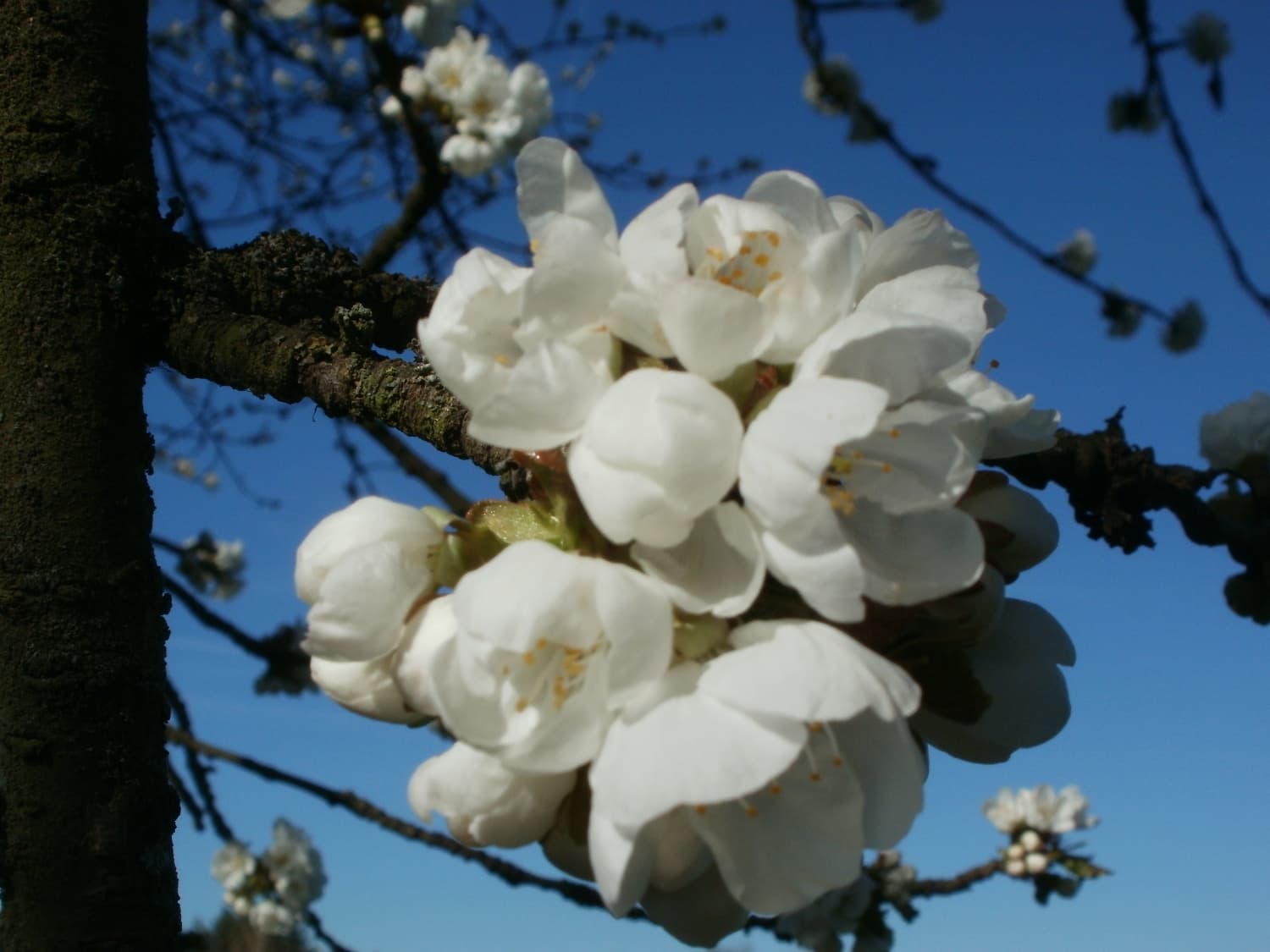 A cluster of white pear blossom with orange-tipped anthers, open against a blue sky on a lichened branch