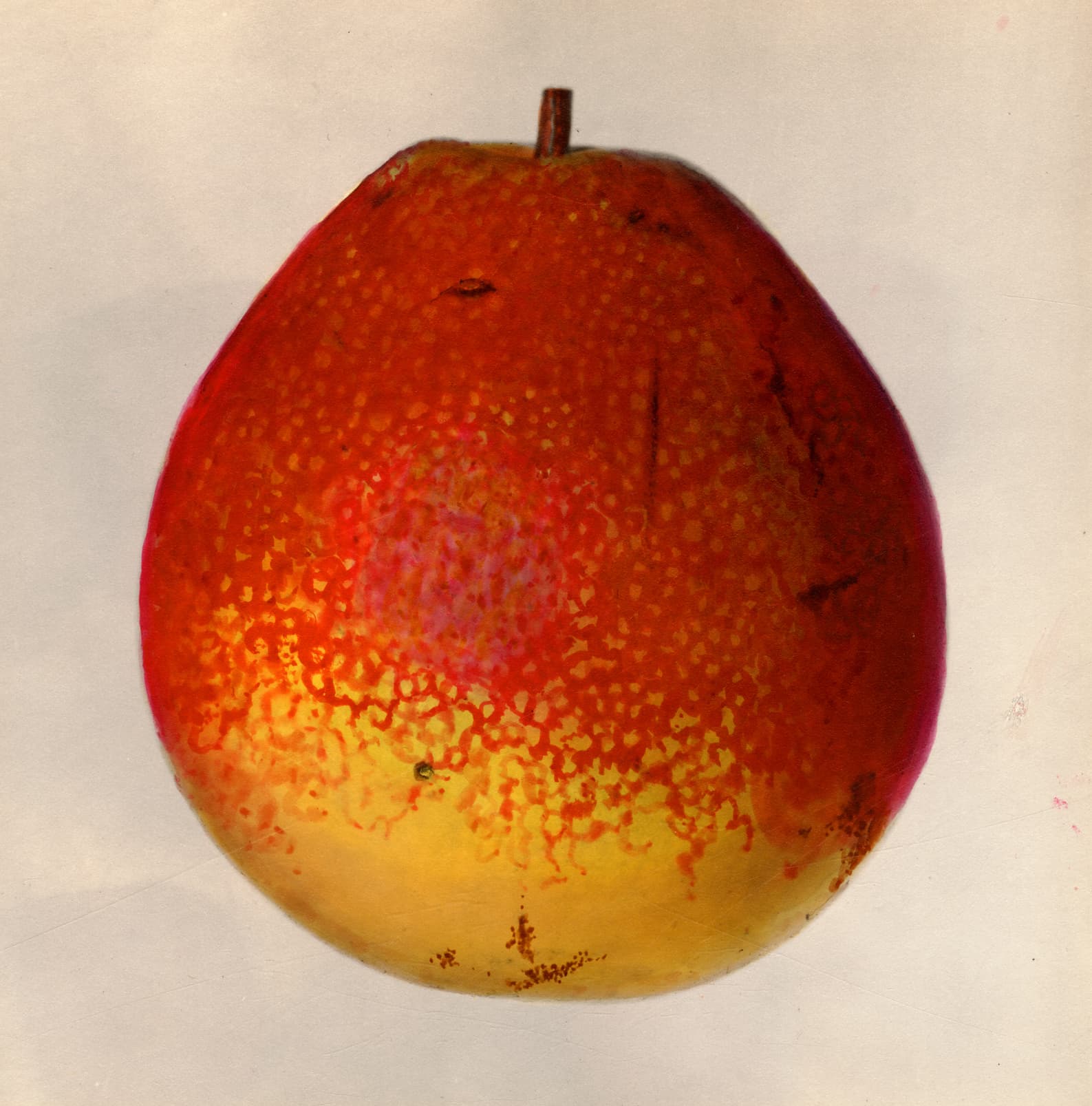 A watercolour of a Flemish Beauty pear, blushed red and orange over yellow with pale lenticel spotting