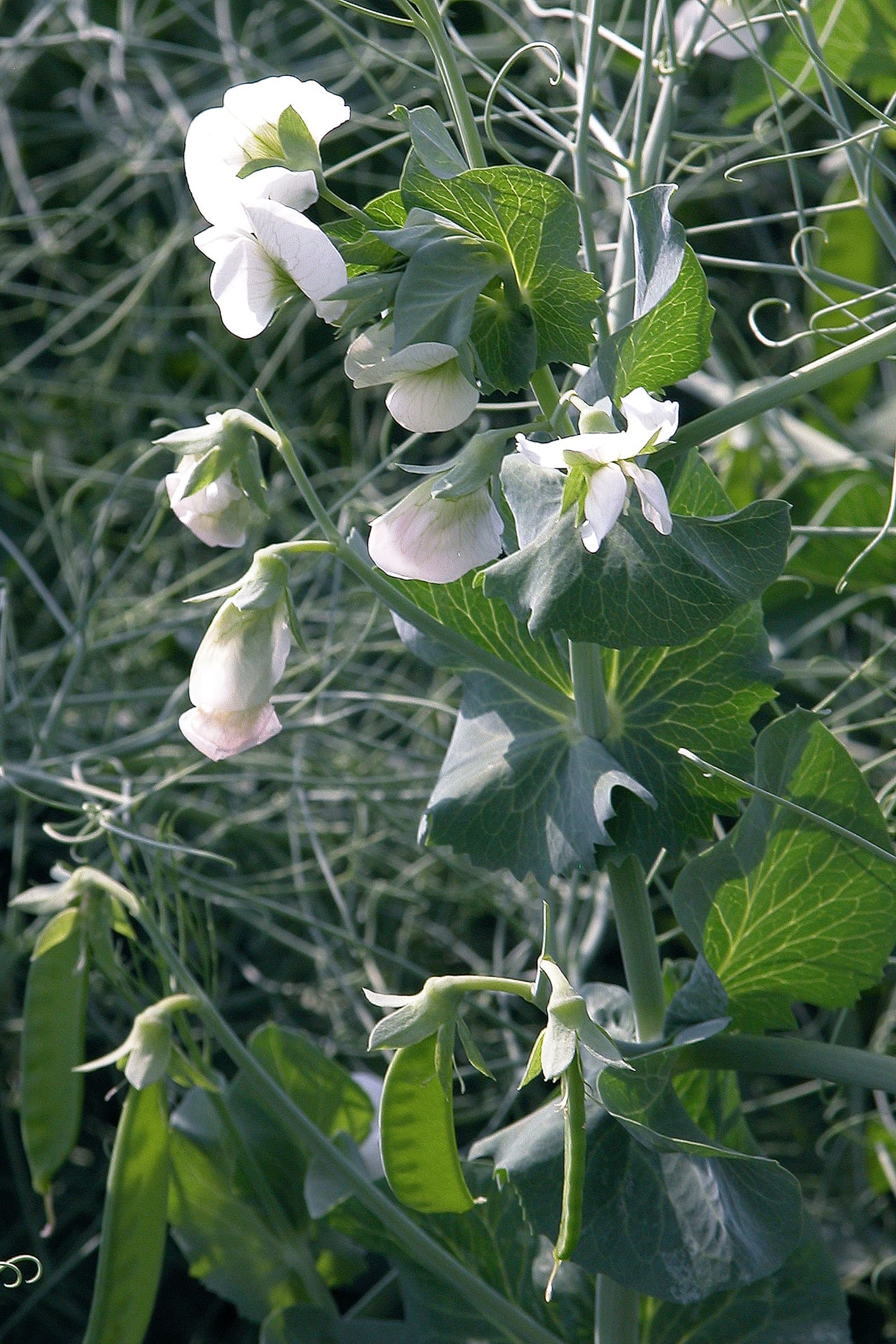 A pea plant in white flower with young flat pods forming below, tendrils curling around neighbouring stems