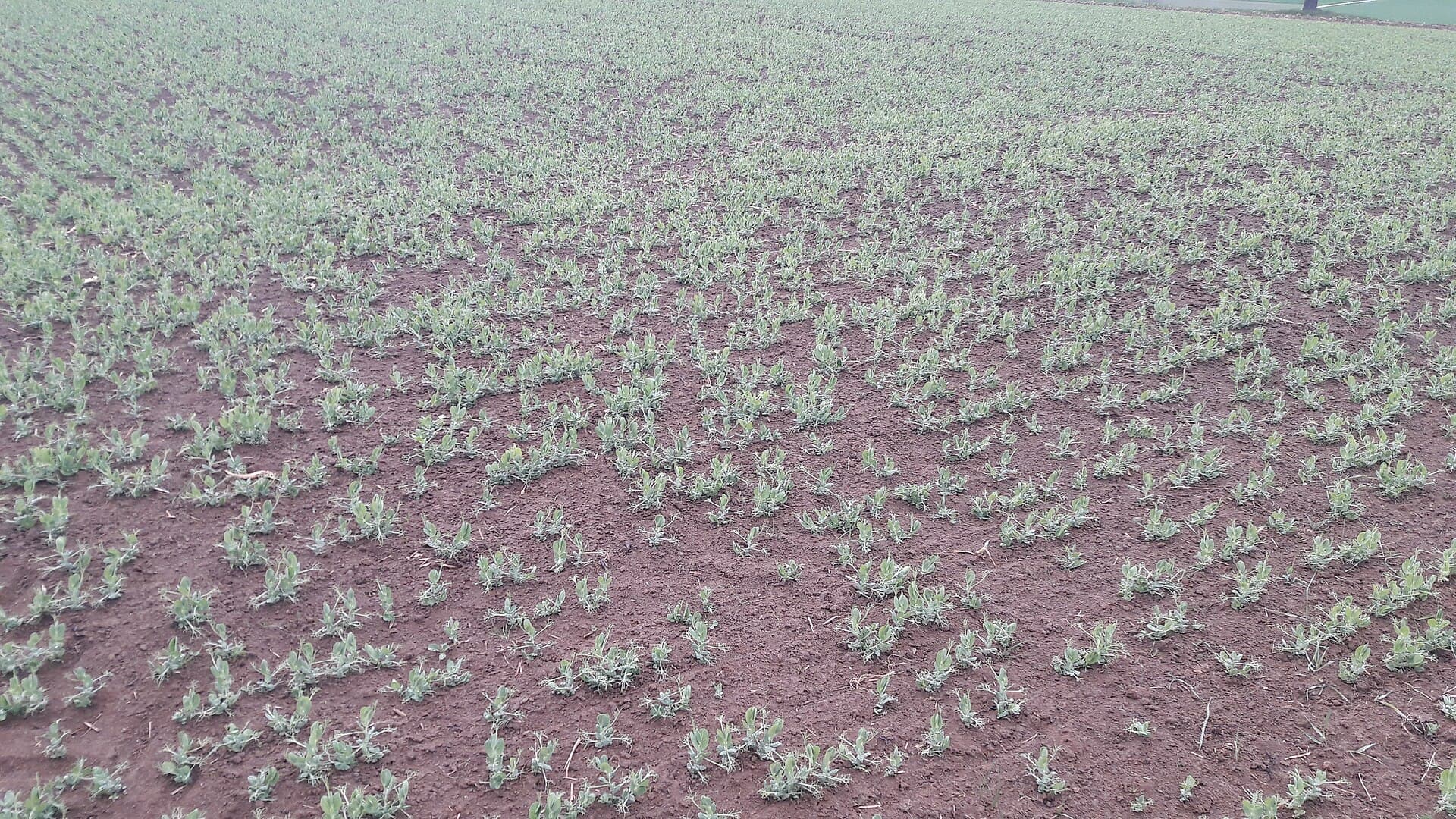 A field of young pea plants a few inches high in early May, rows still clearly visible through the foliage