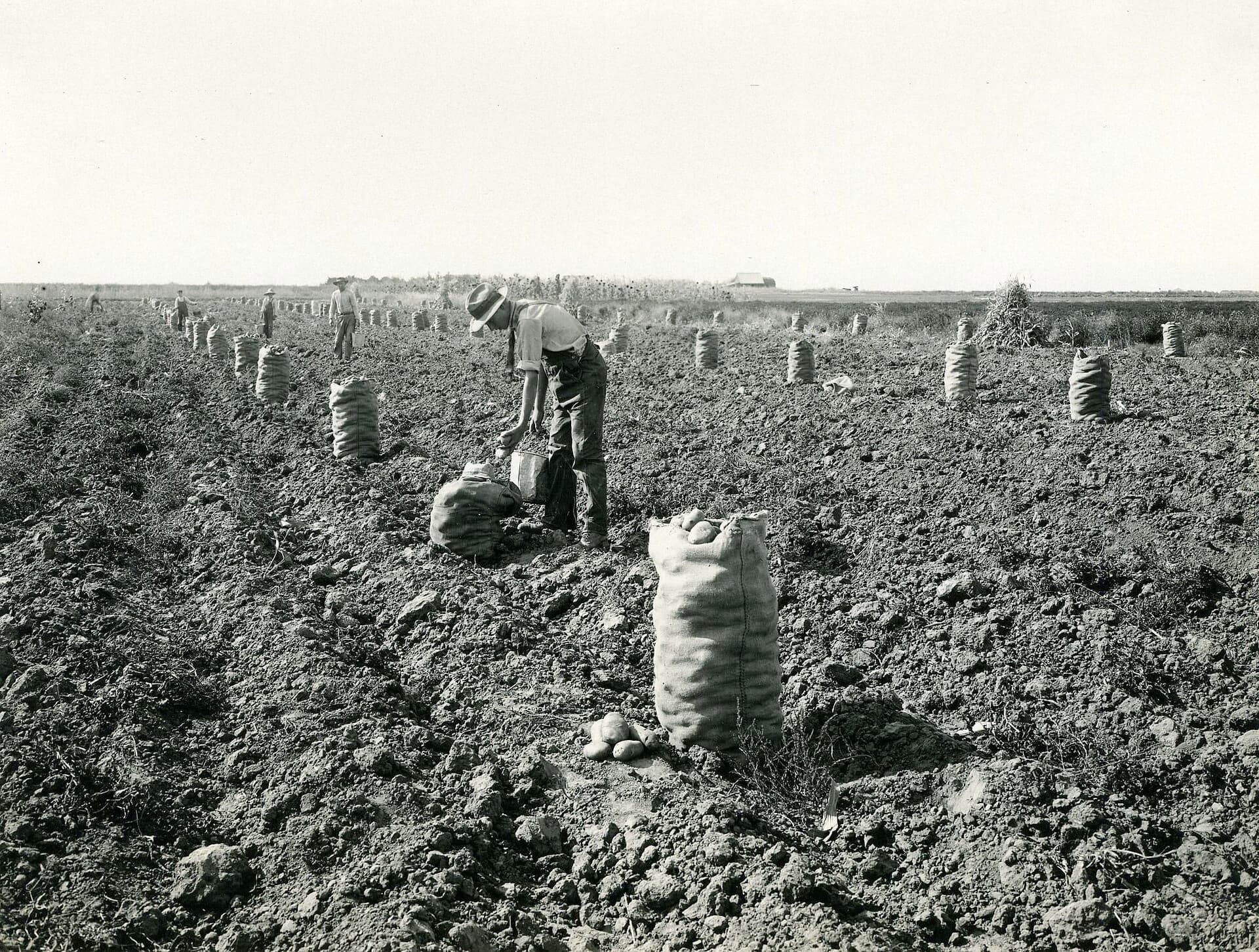 Workers hand-harvesting potatoes into burlap sacks standing upright across a bare field, Idaho, around 1920