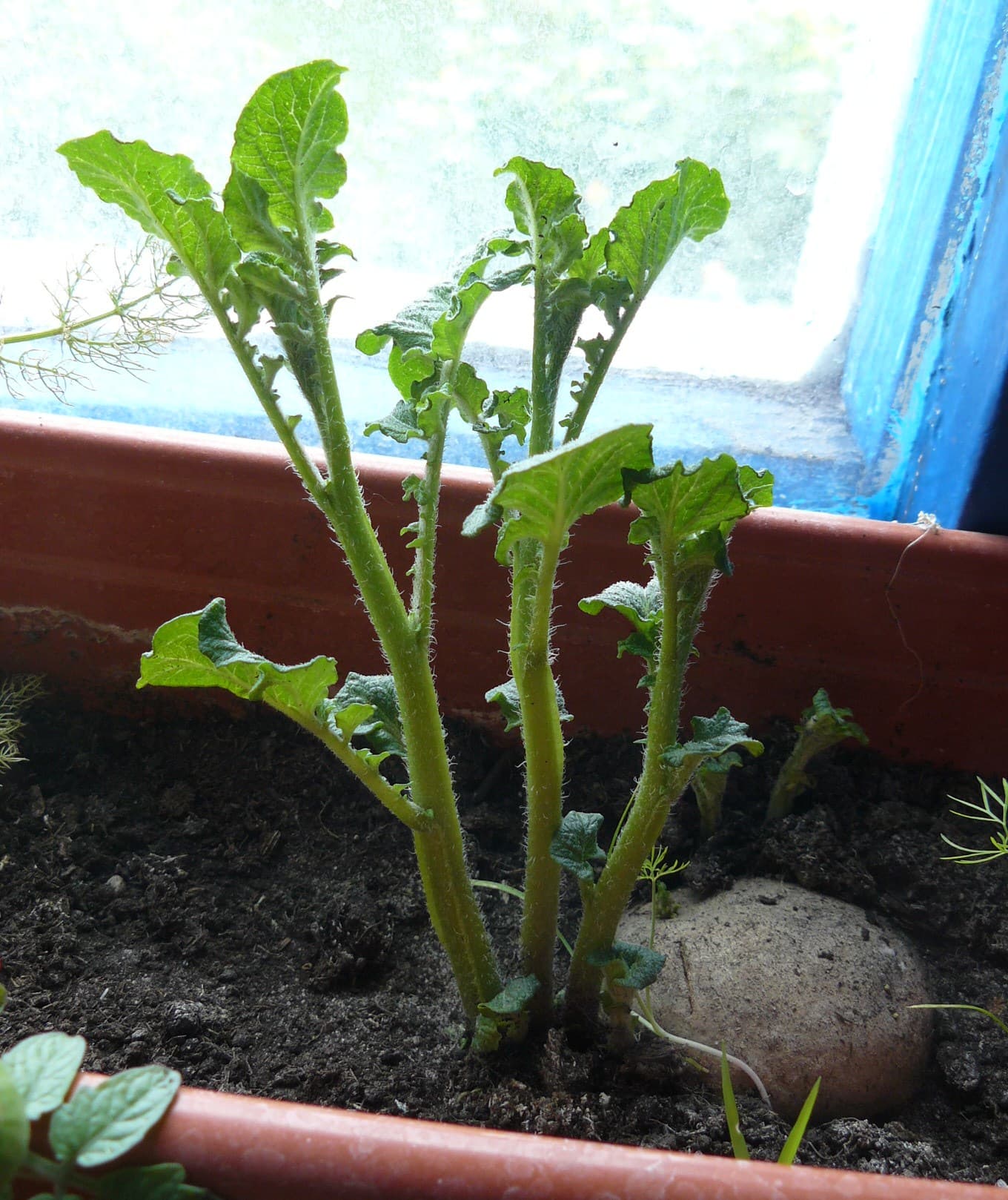 A seed potato at the soil surface in a pot with several thick green shoots growing up from it