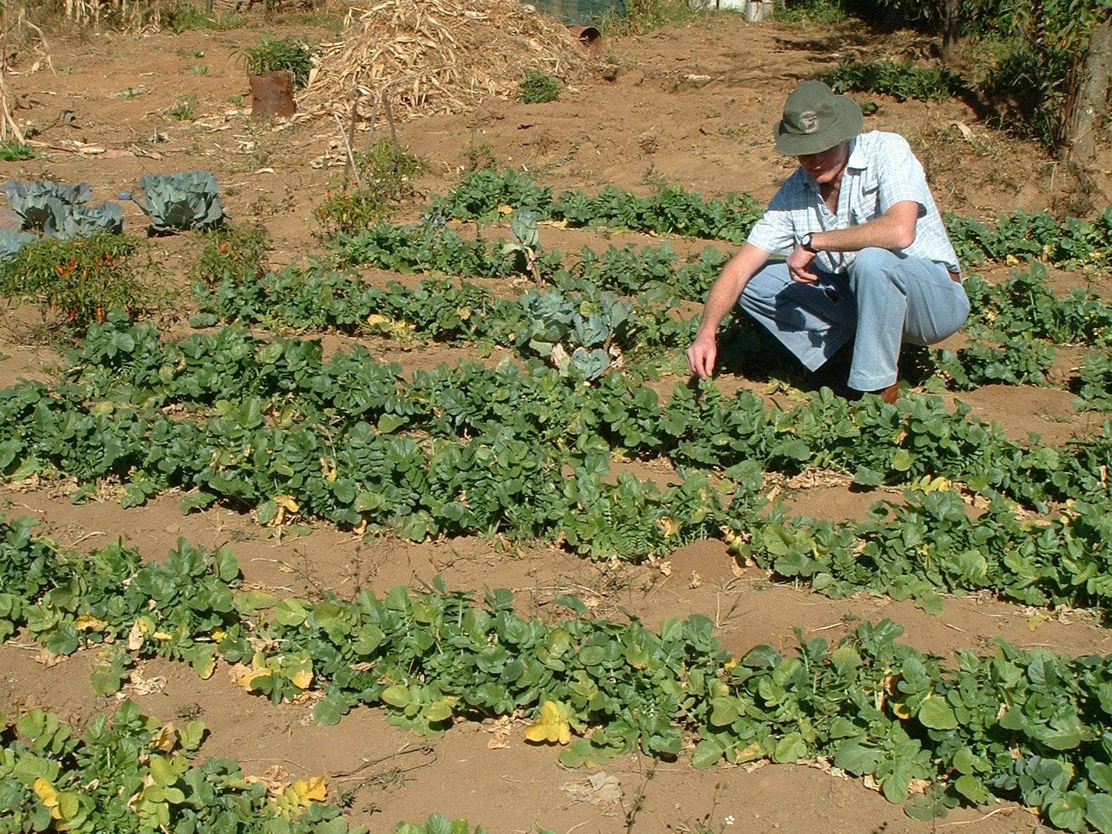 Rows of Japanese radish growing in dry sandy ground, a person crouching beside them for scale, brassicas behind