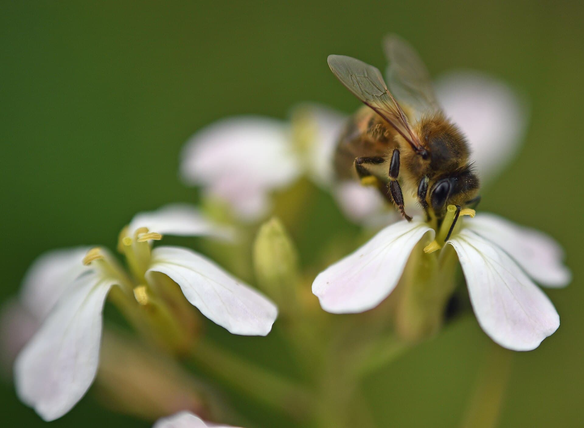A honeybee feeding at a pale radish flower with yellow anthers, other flowers blurred behind