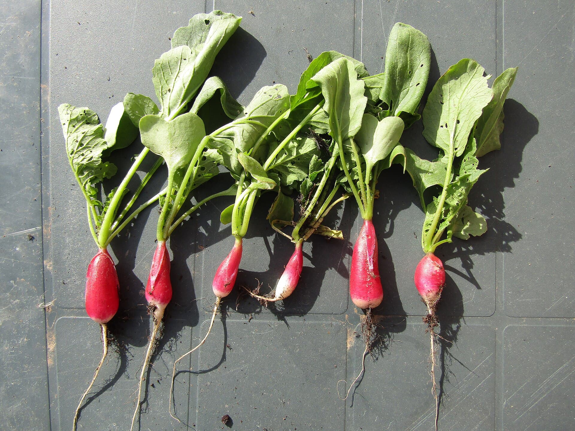 Six freshly pulled radishes laid in a row, long pink-and-white roots with leafy tops full of small round holes