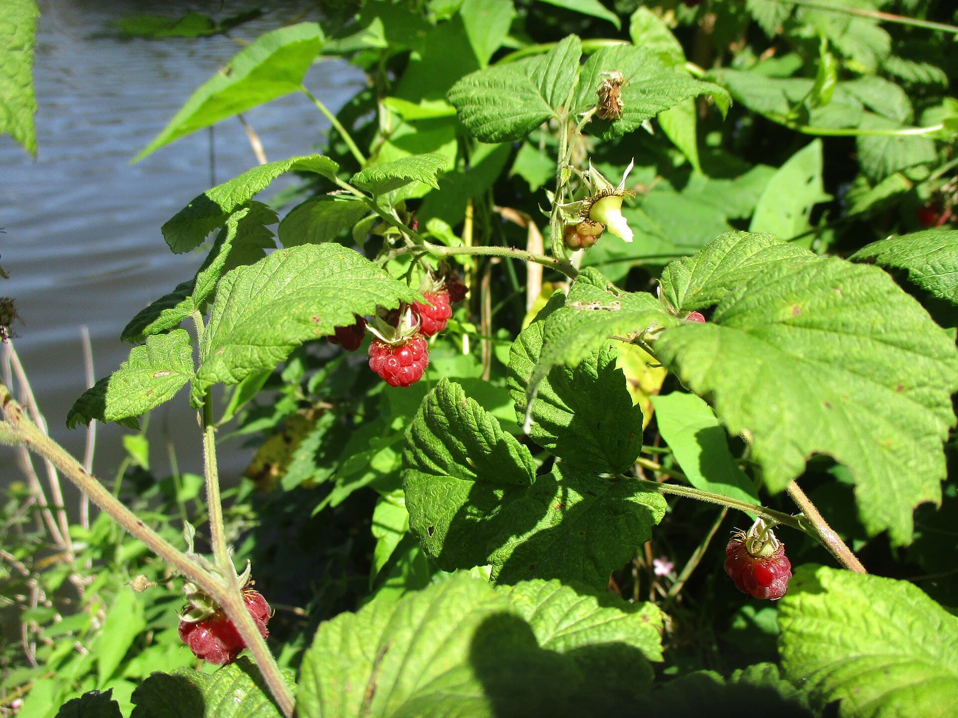 Ripe and unripe raspberries hanging on a cane among green leaves