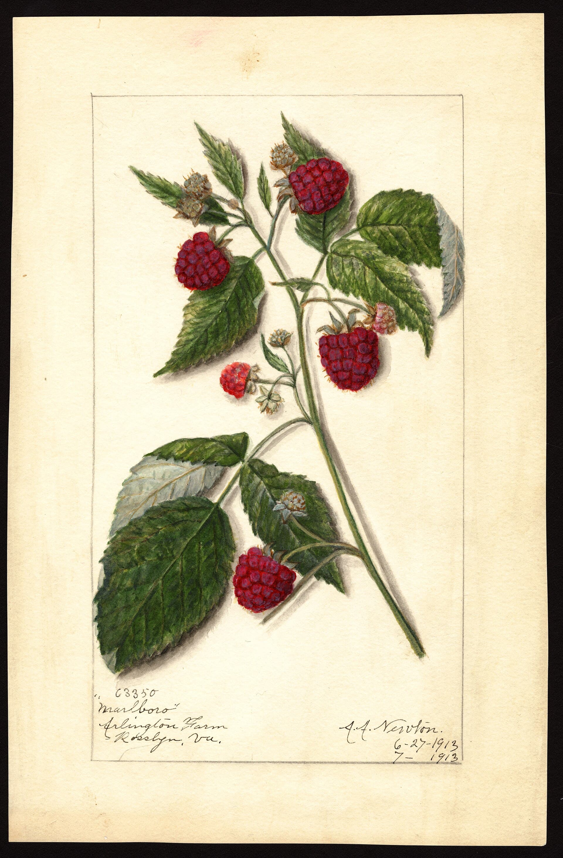 A botanical watercolour of Marlboro red raspberries, showing fruit and leaves painted in fine detail on cream paper