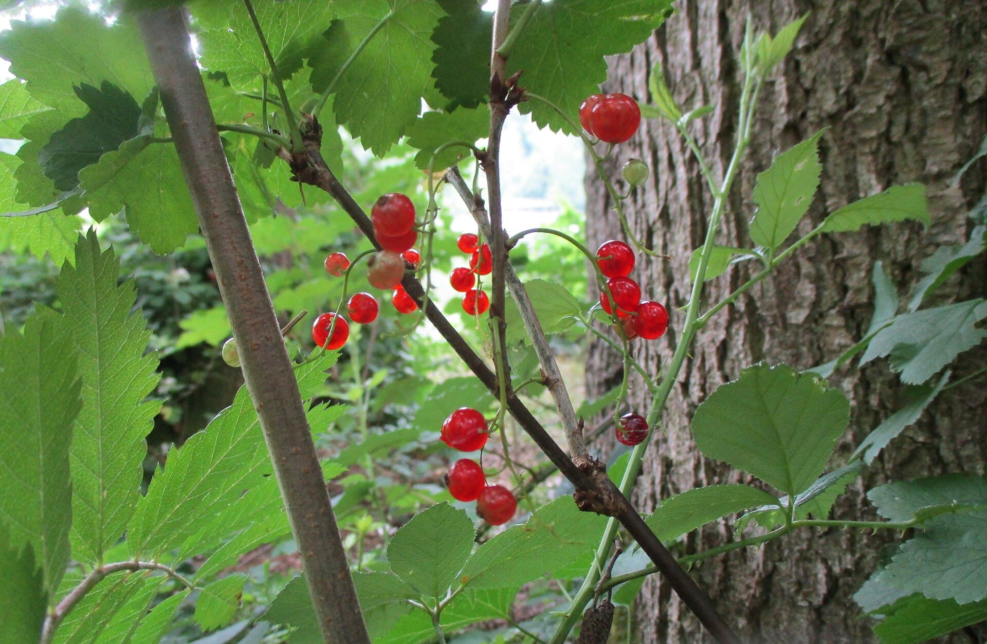 Translucent red currants hanging in strings from the branches of a bush, backlit against green leaves and a tree trunk