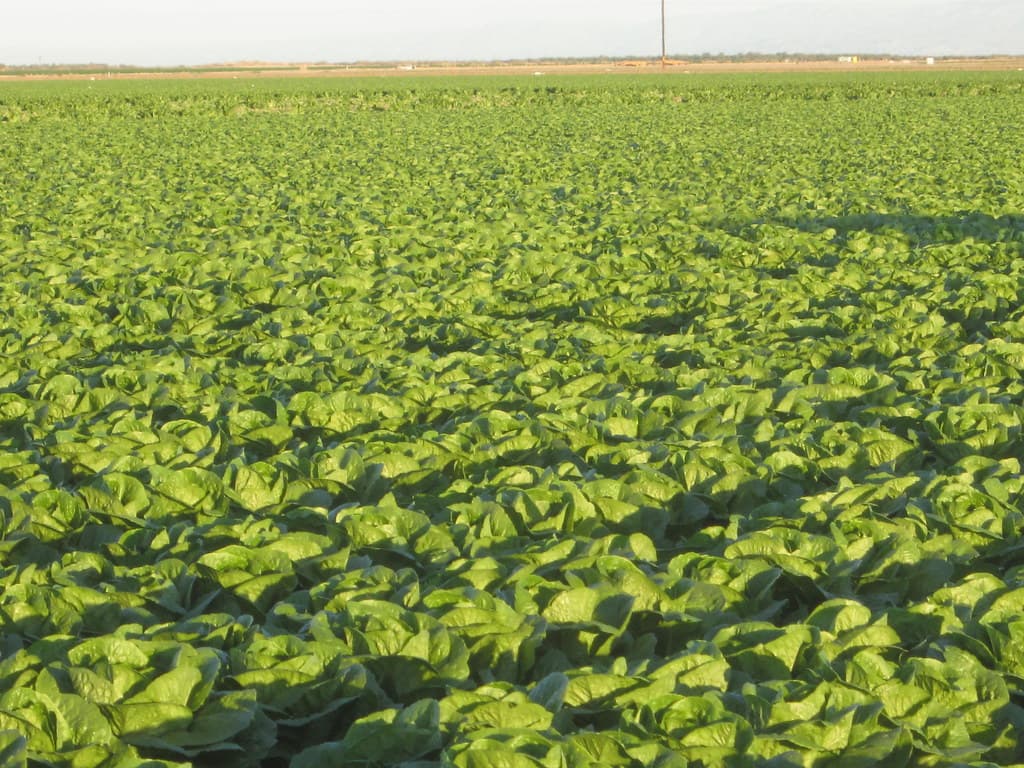 A large field of romaine lettuce growing in even, closely spaced rows