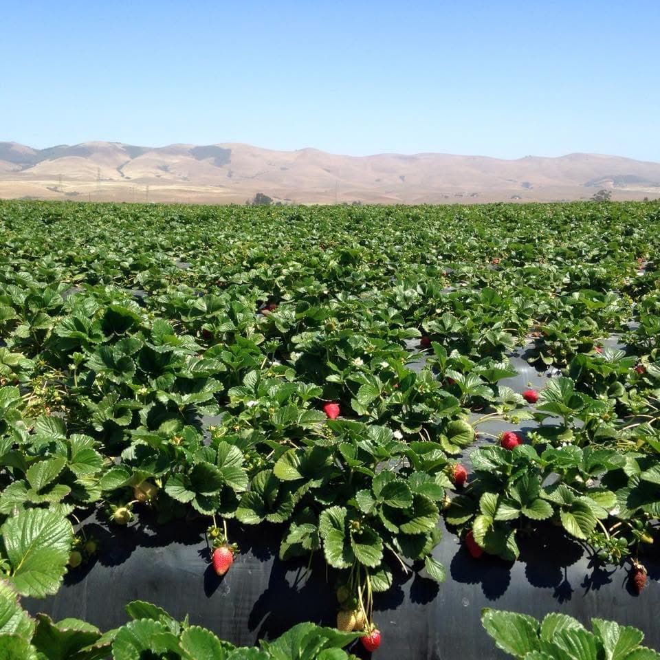 Rows of strawberries under cultivation near Santa Maria, California