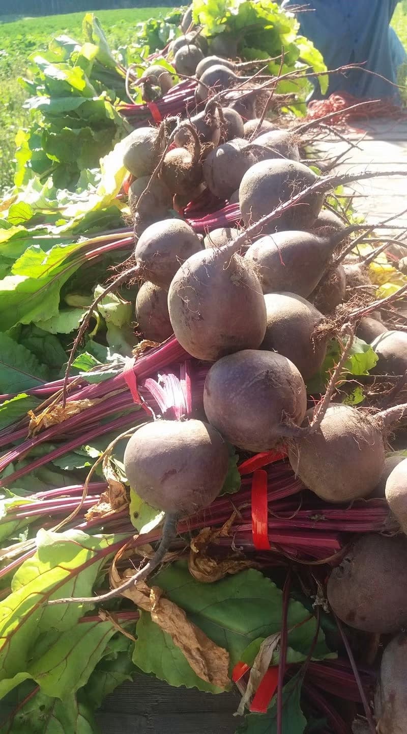 Bunched beets stacked on a trailer bed at harvest, Sauvie Island, Oregon